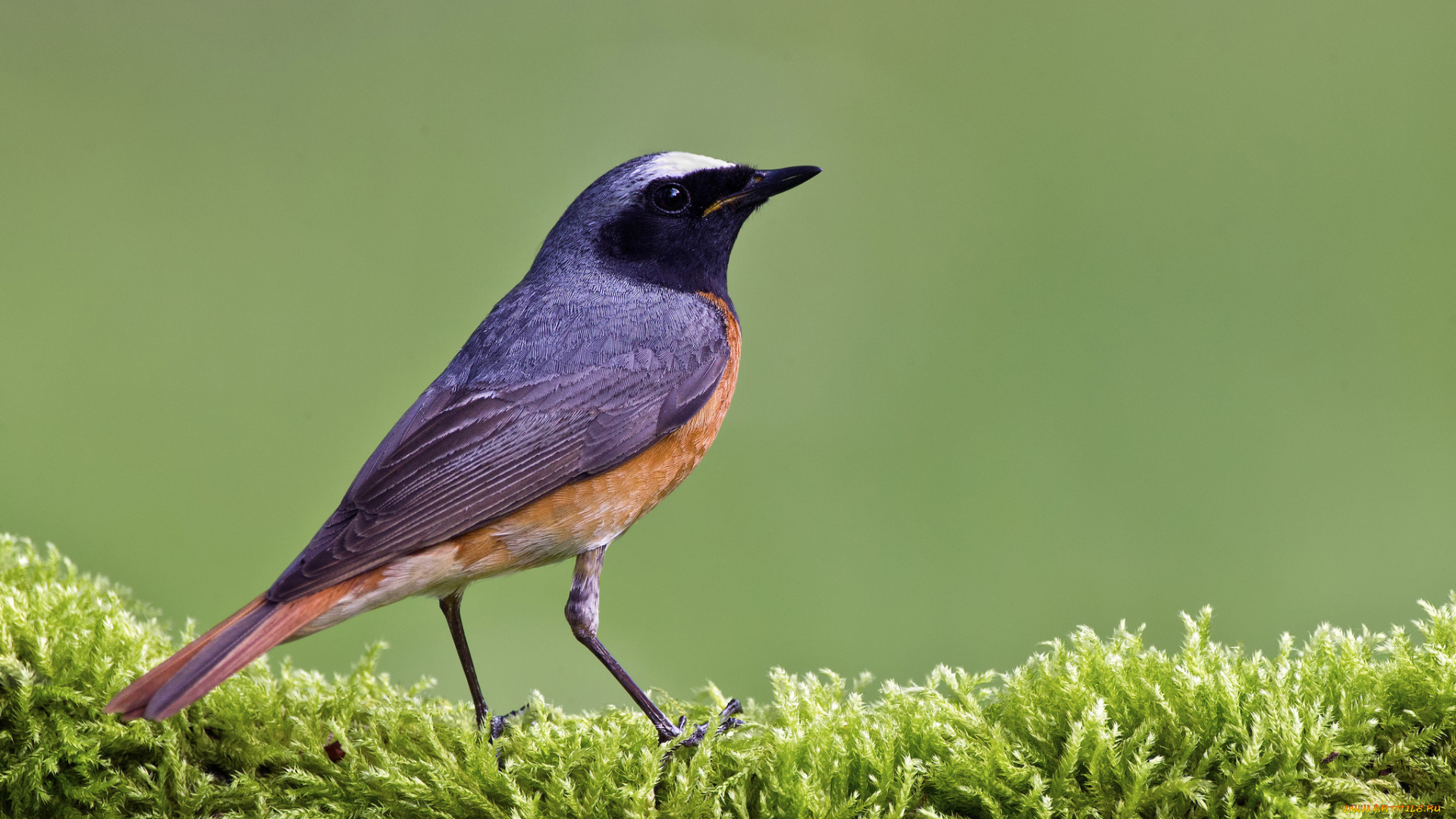 животные, птицы, птичка