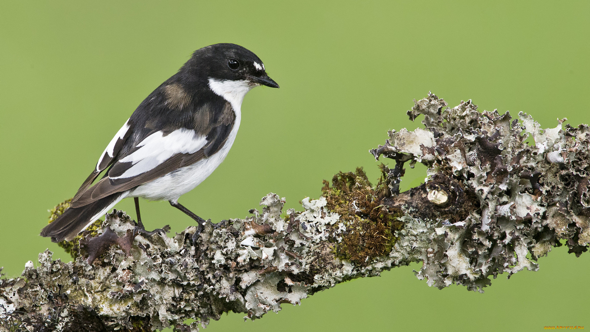 животные, птицы, птичка