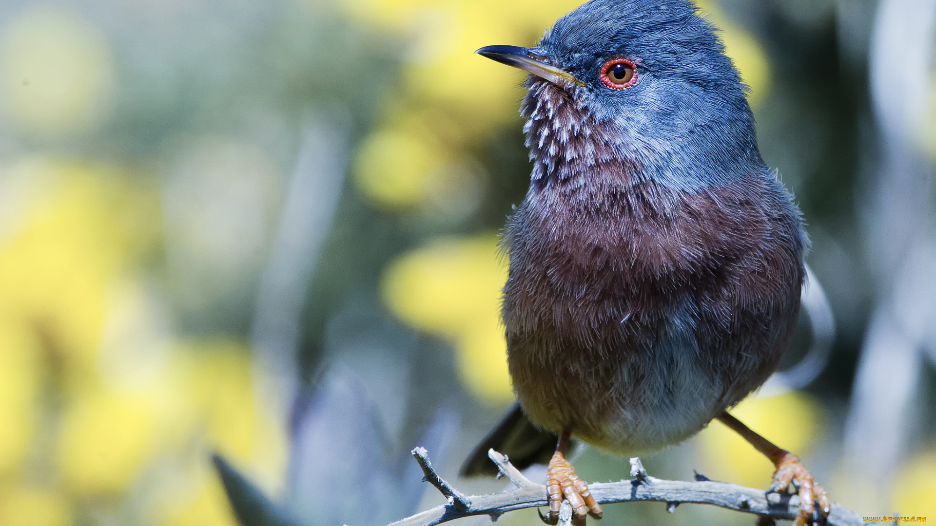 животные, птицы, птичка