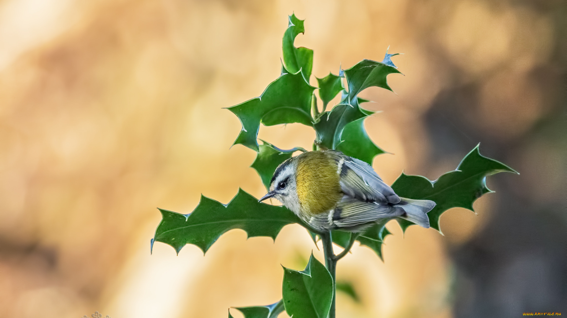 животные, птицы, птичка, остролист