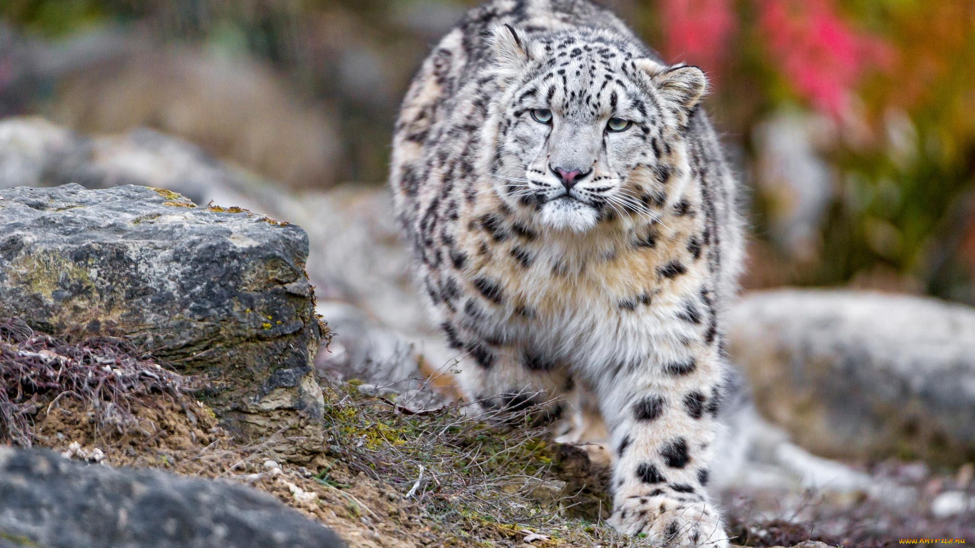 животные, снежный, барс, , ирбис, растения, камни, взгляд