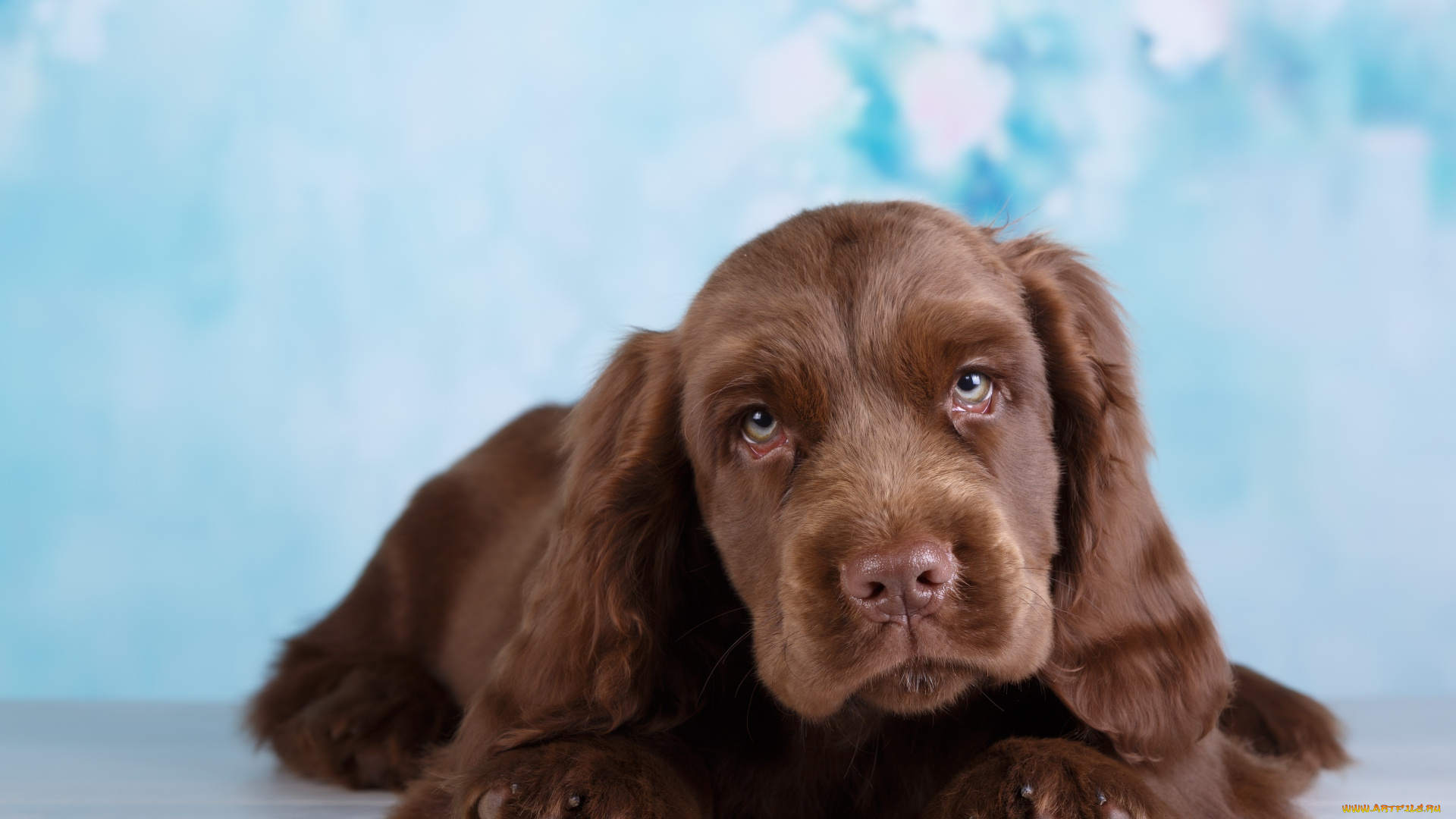 животные, собаки, боке, фон, животное, шерсть, окрас, собака