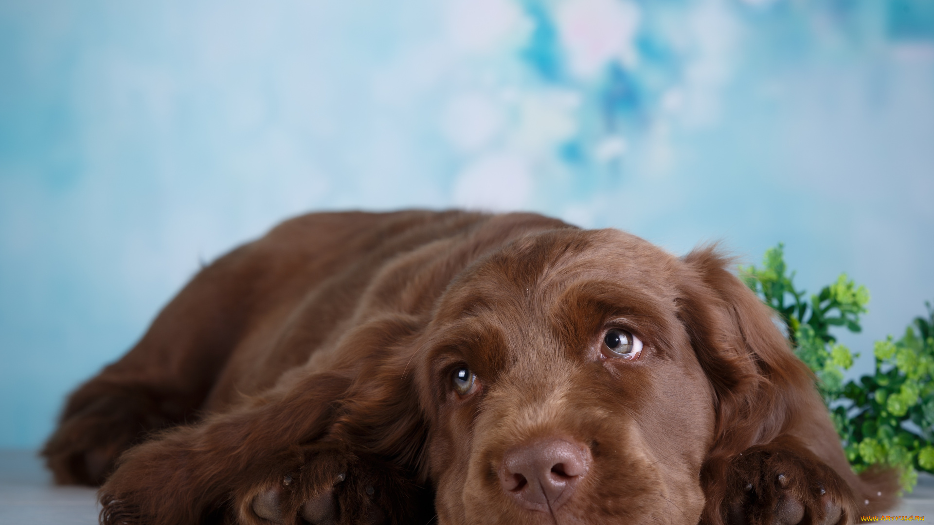 животные, собаки, боке, собака, зелень, ветка, отдых, фон