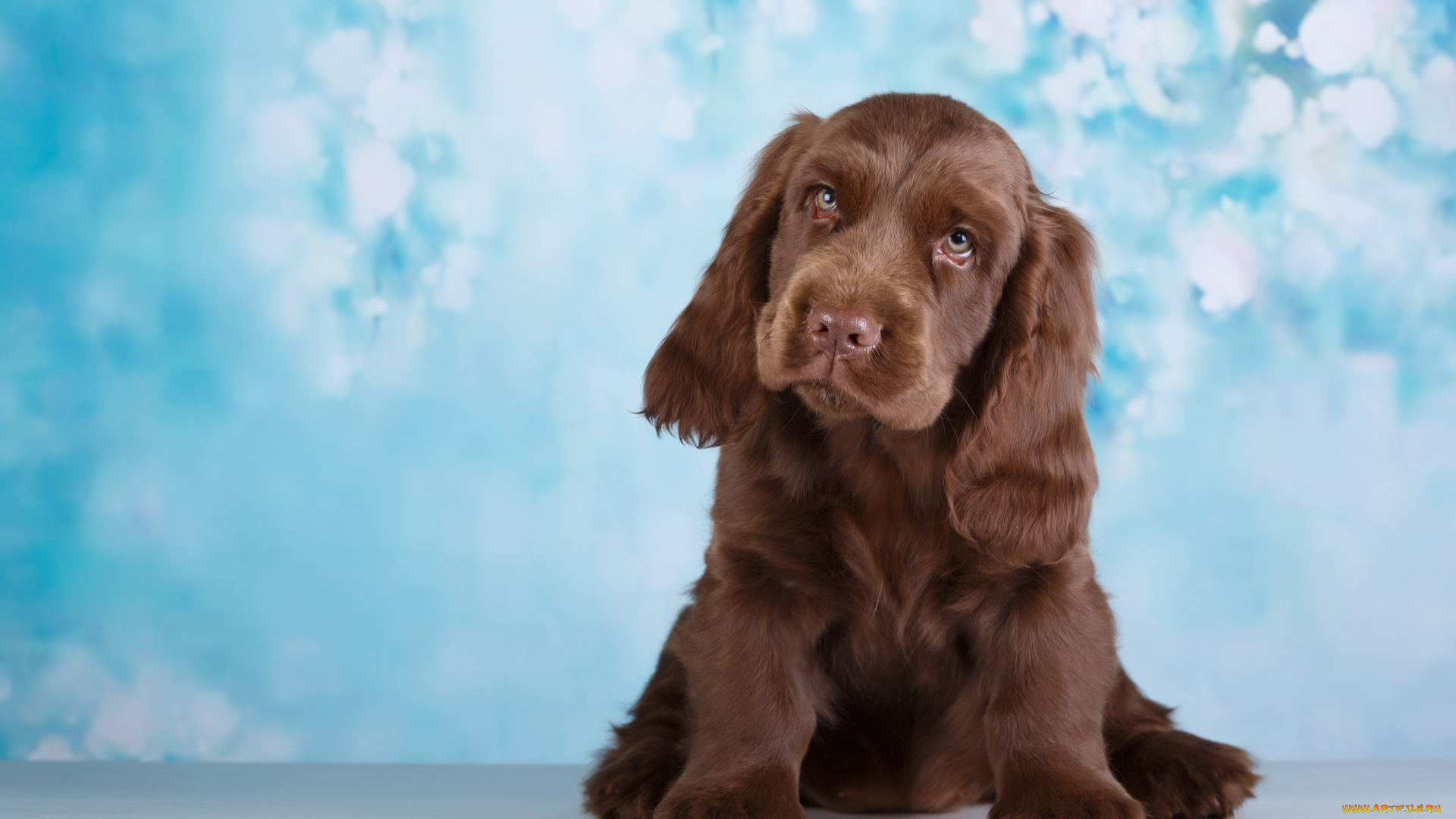 животные, собаки, фон, животное, собака, окрас, шерсть, боке