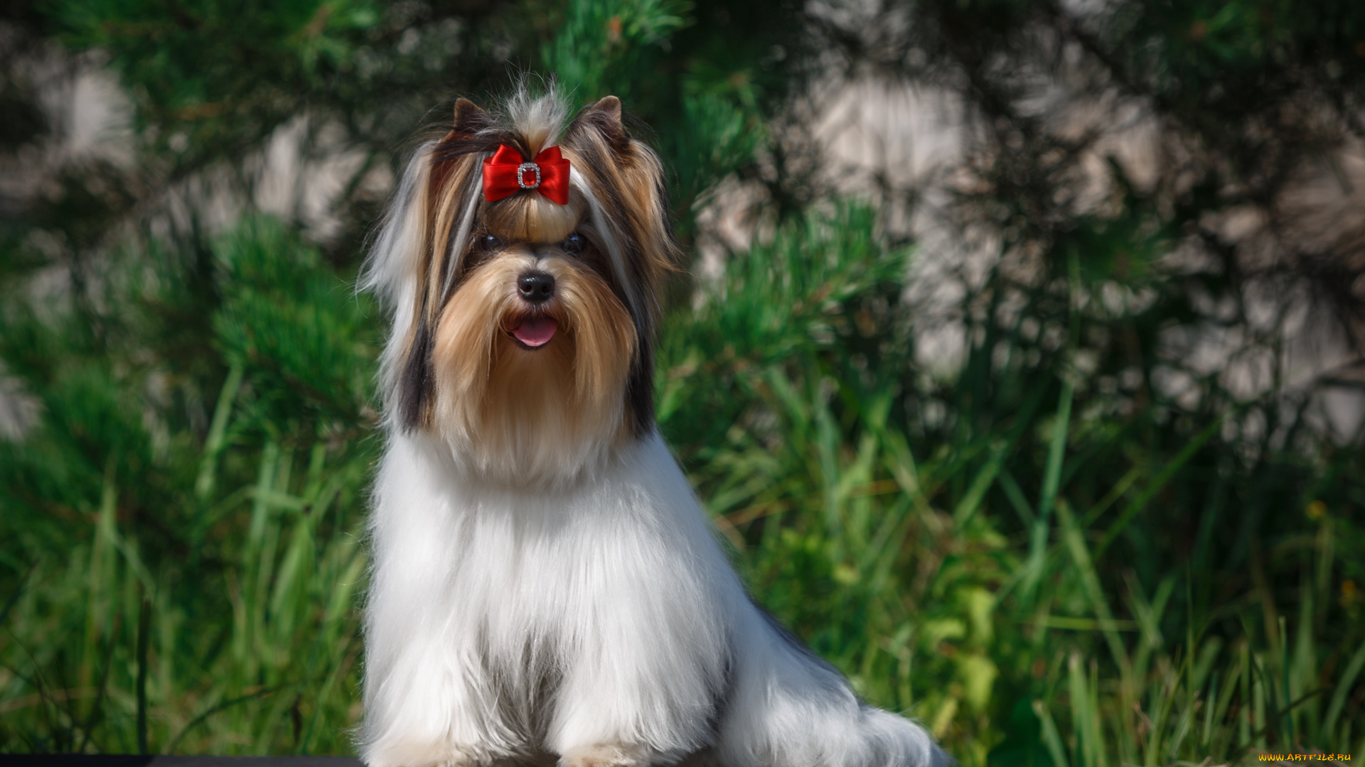 животные, собаки, шерсть, собака, окрас, животное, порода