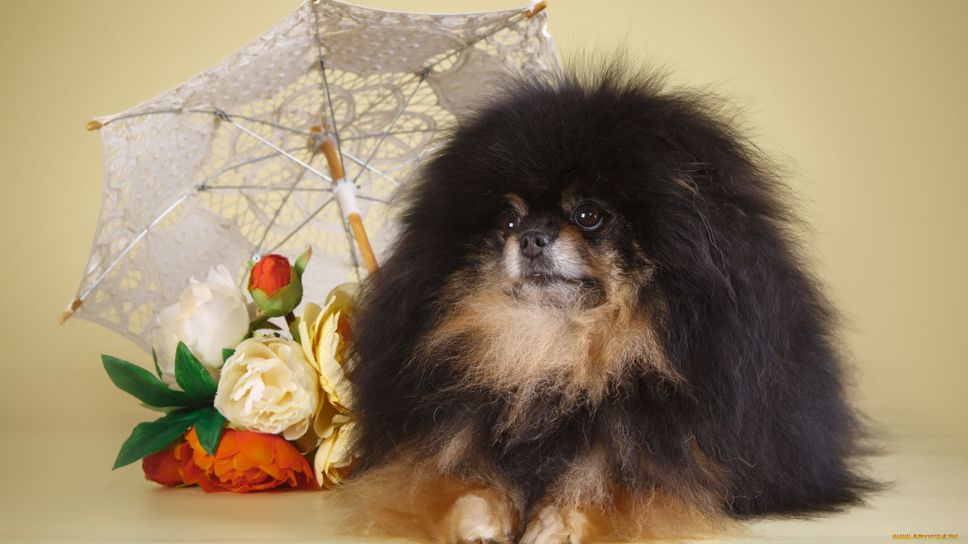 животные, собаки, собака, фон, зонт, цветы