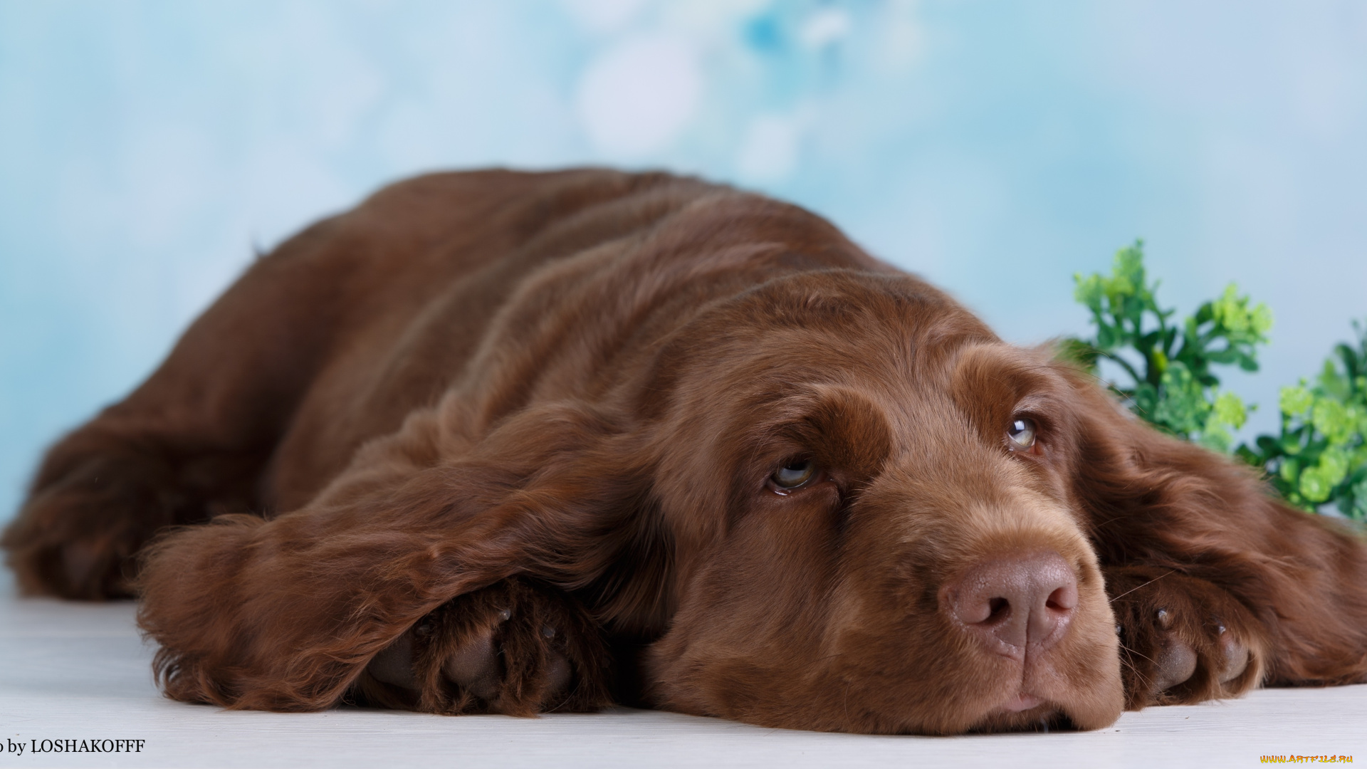 животные, собаки, ветка, отдых, зелень, собака, фон, боке