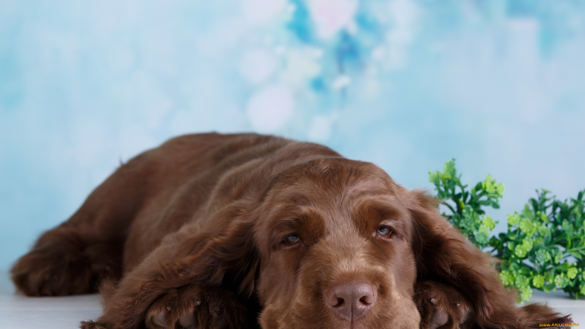 животные, собаки, ветка, собака, зелень, боке, фон, отдых