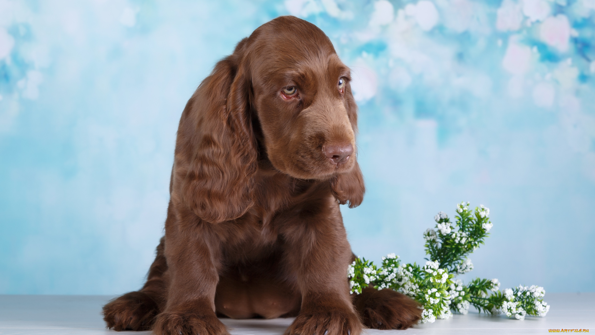 животные, собаки, зелень, собака, боке, фон, отдых, цветы, ветка