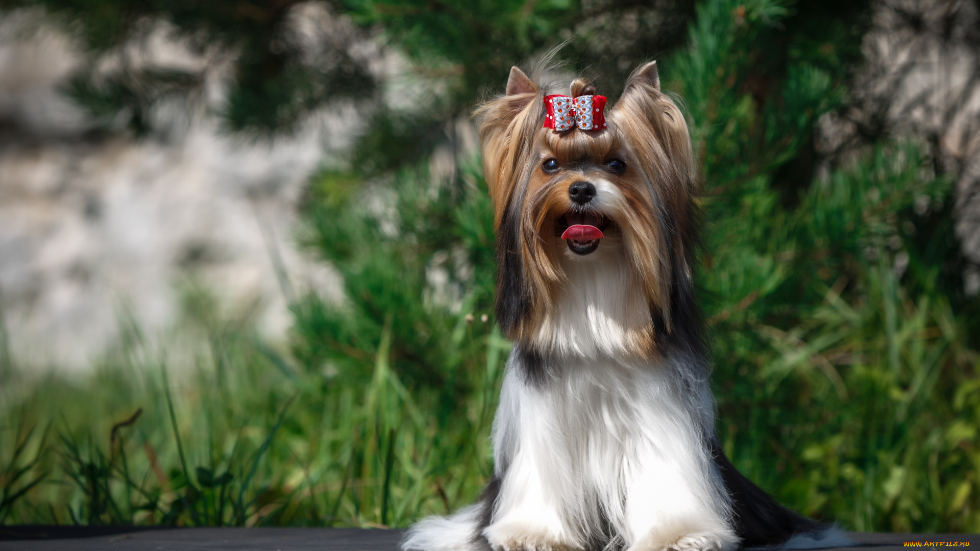 животные, собаки, животное, порода, собака, окрас, шерсть