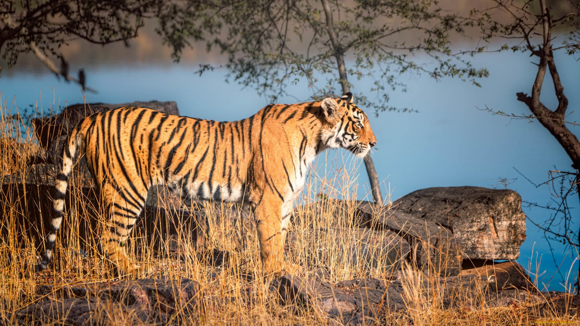 животные, тигры, анфас, камни, растения, водоем, деревья