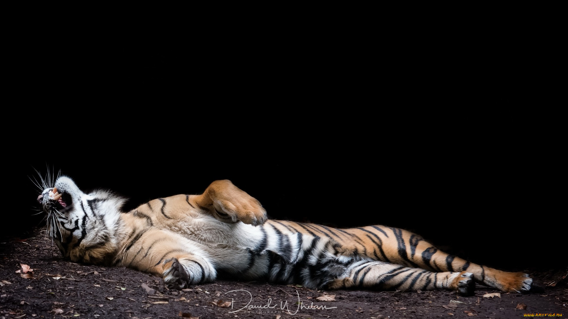 животные, тигры, отдых