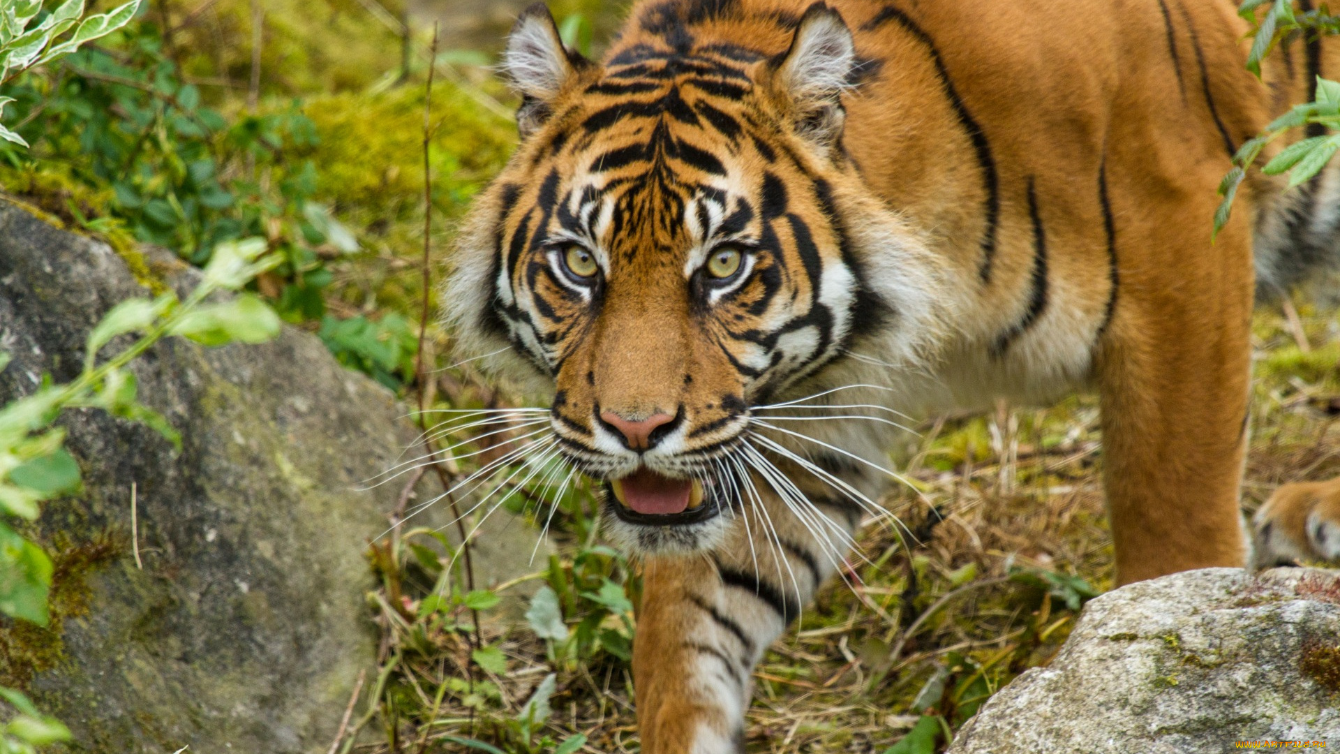 животные, тигры, растения, камни, взгляд, профиль, морда