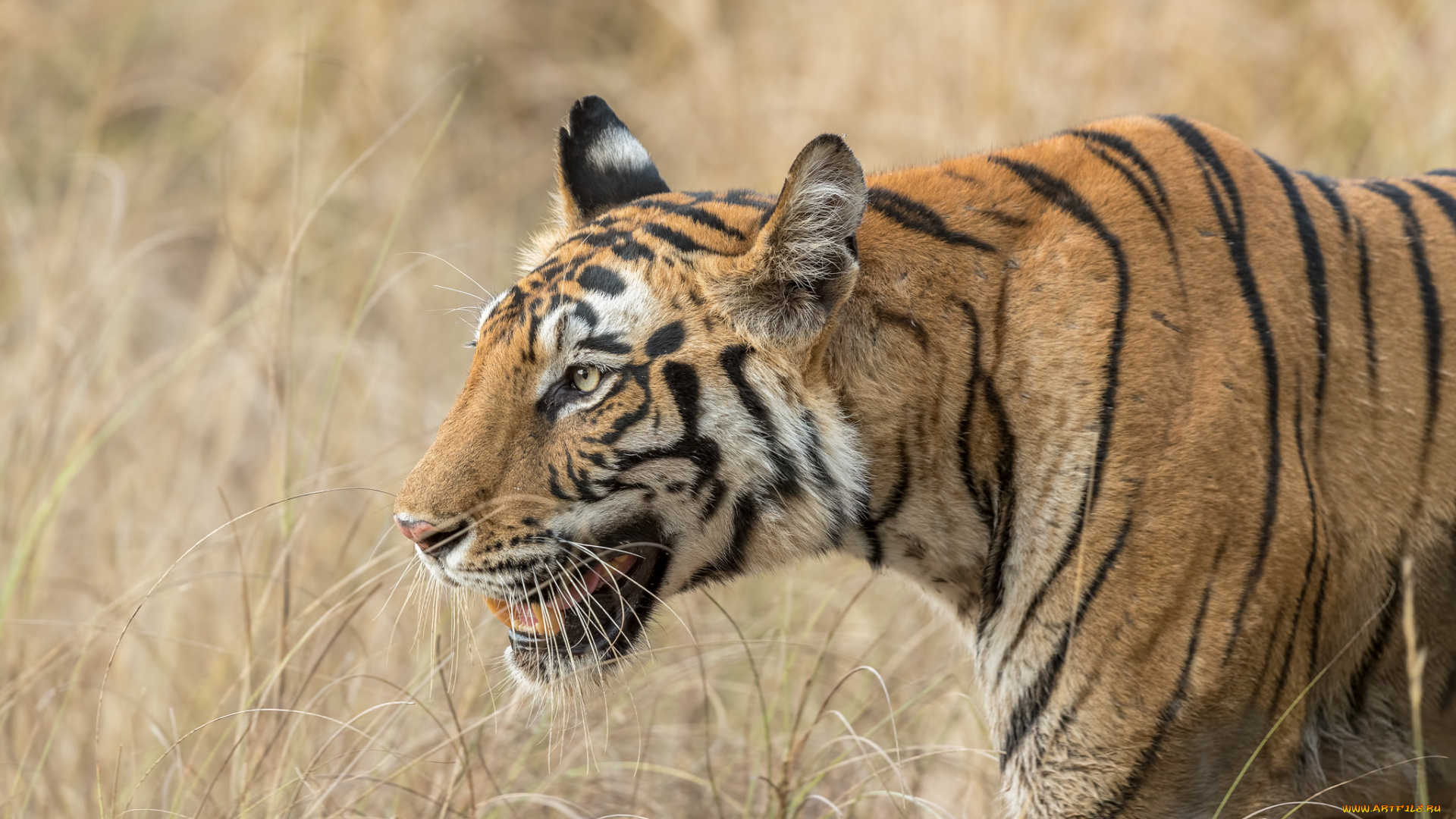 животные, тигры, тигр