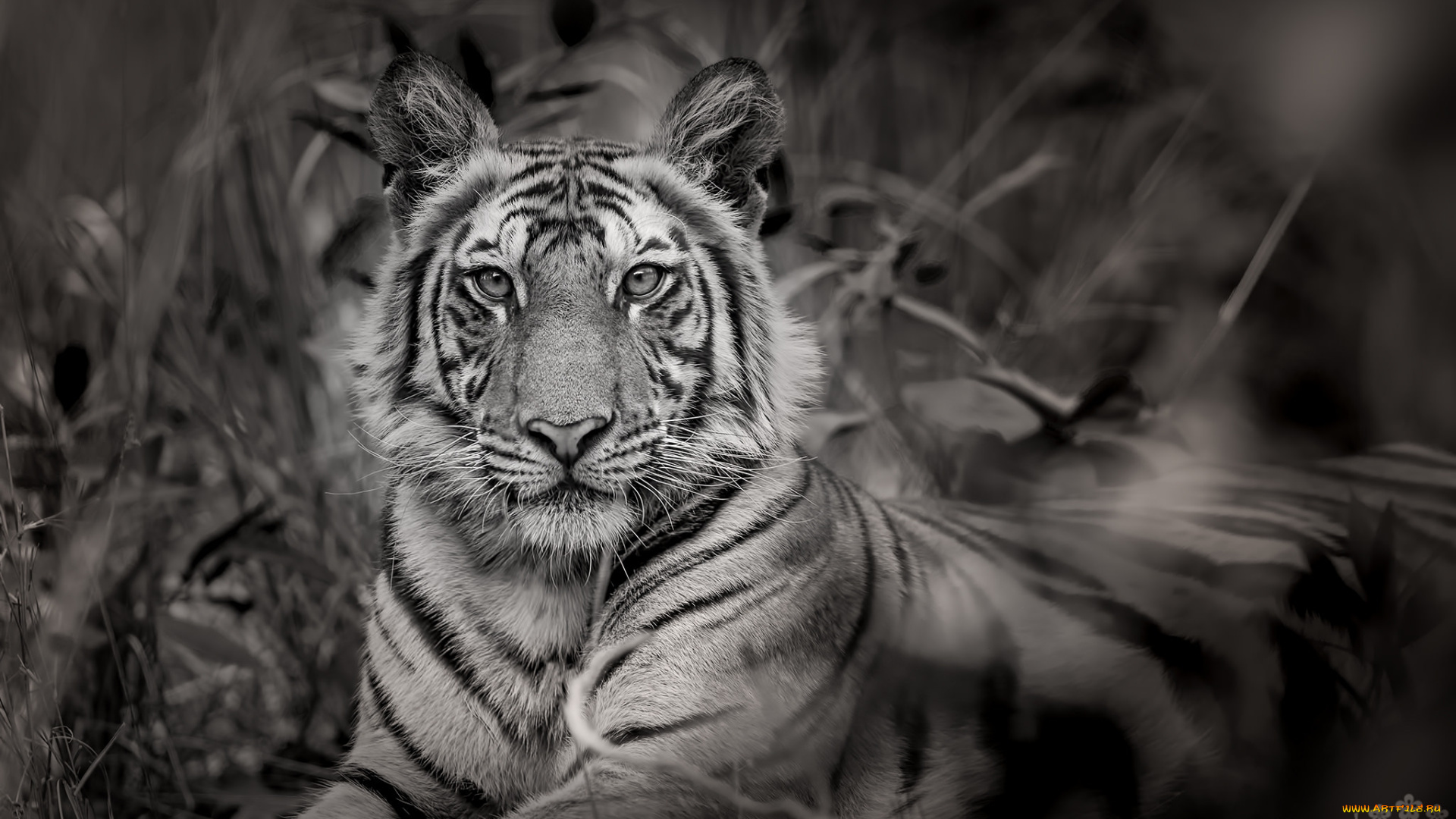 животные, тигры, тигр