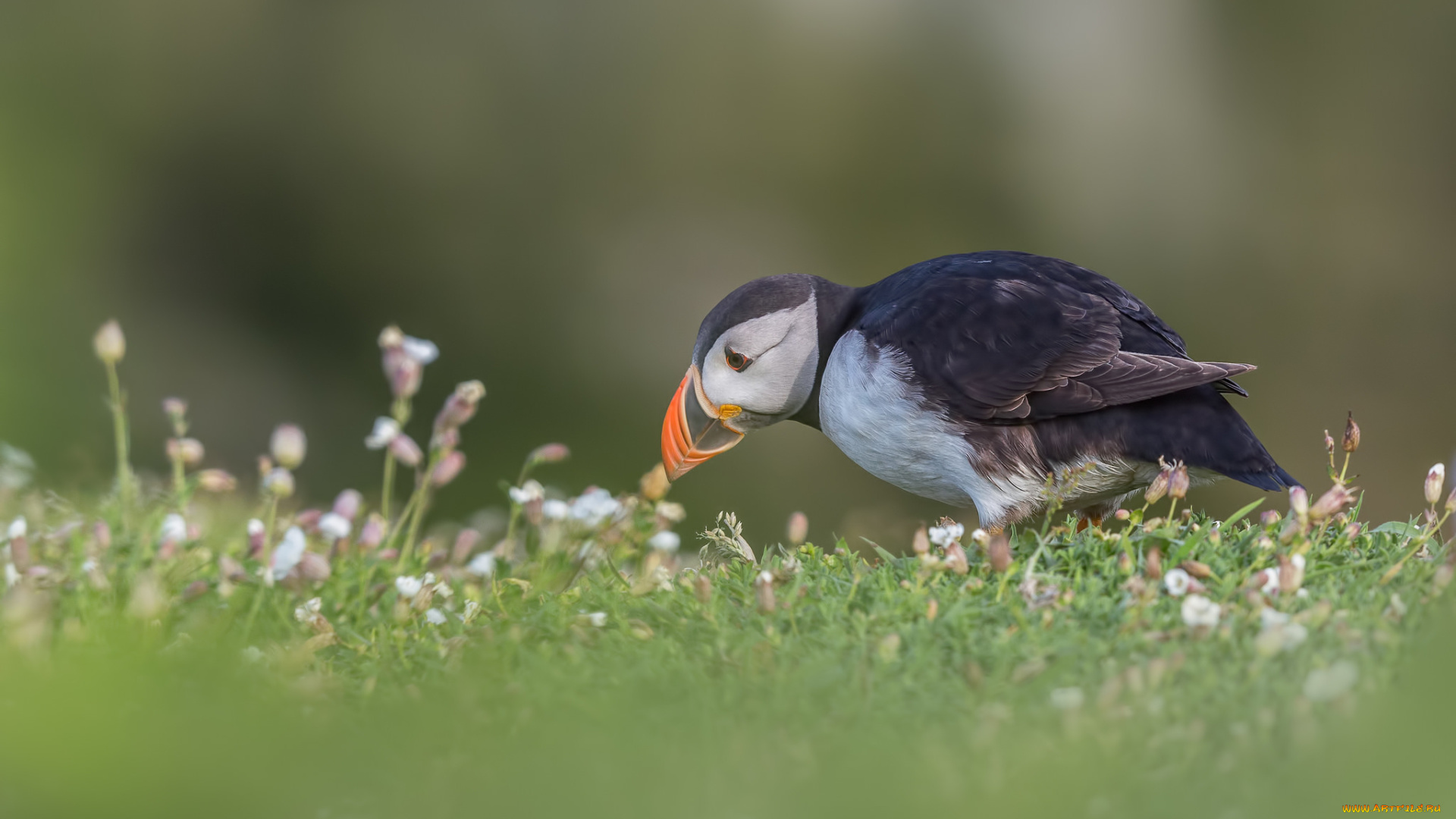 животные, тупики, птица