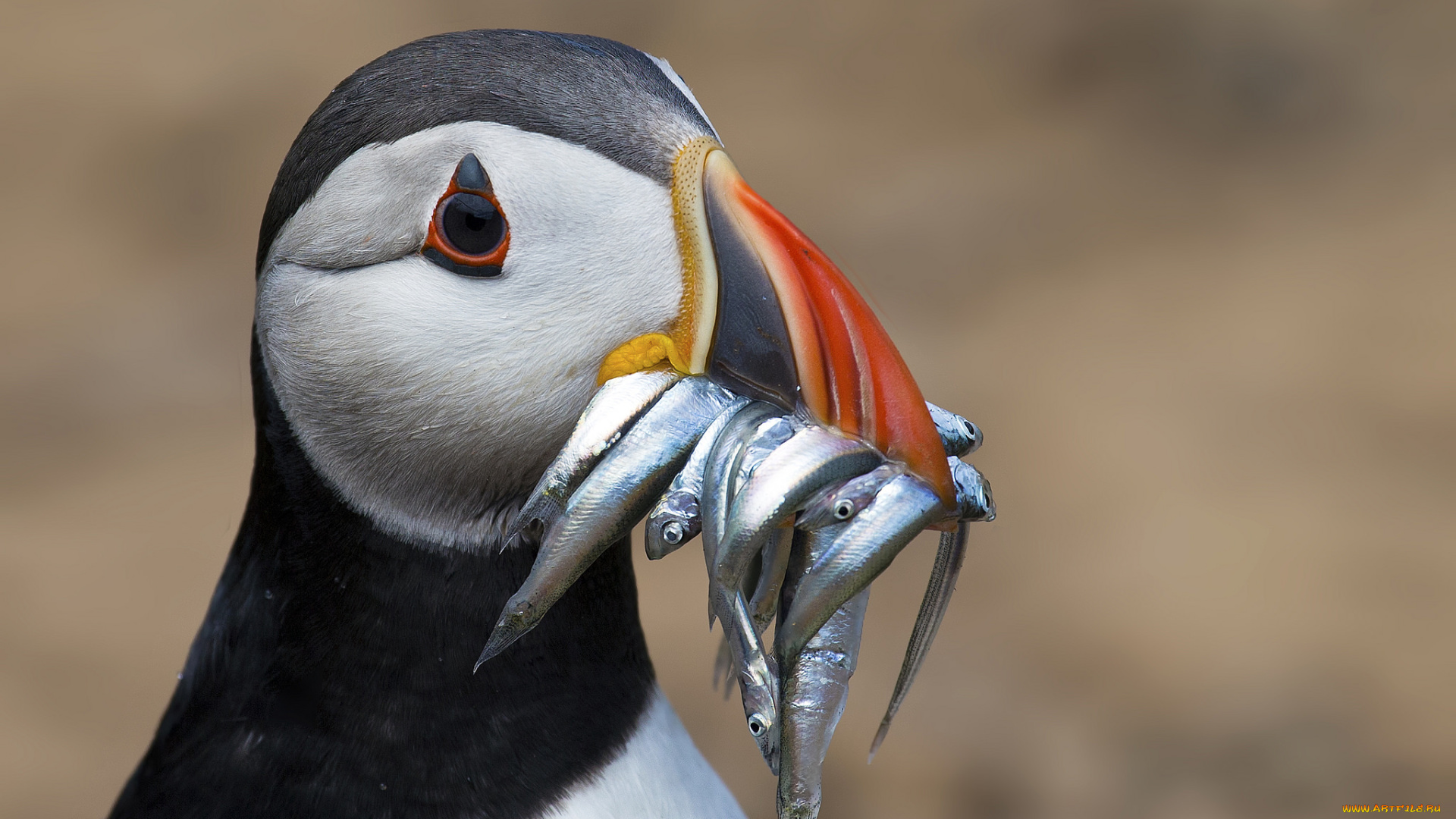 животные, тупики, птичка