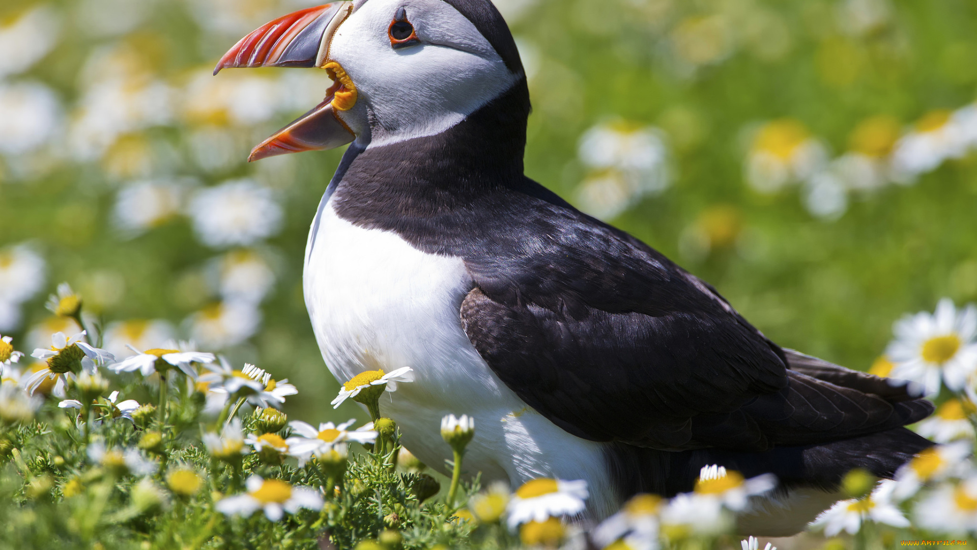 животные, тупики, птичка