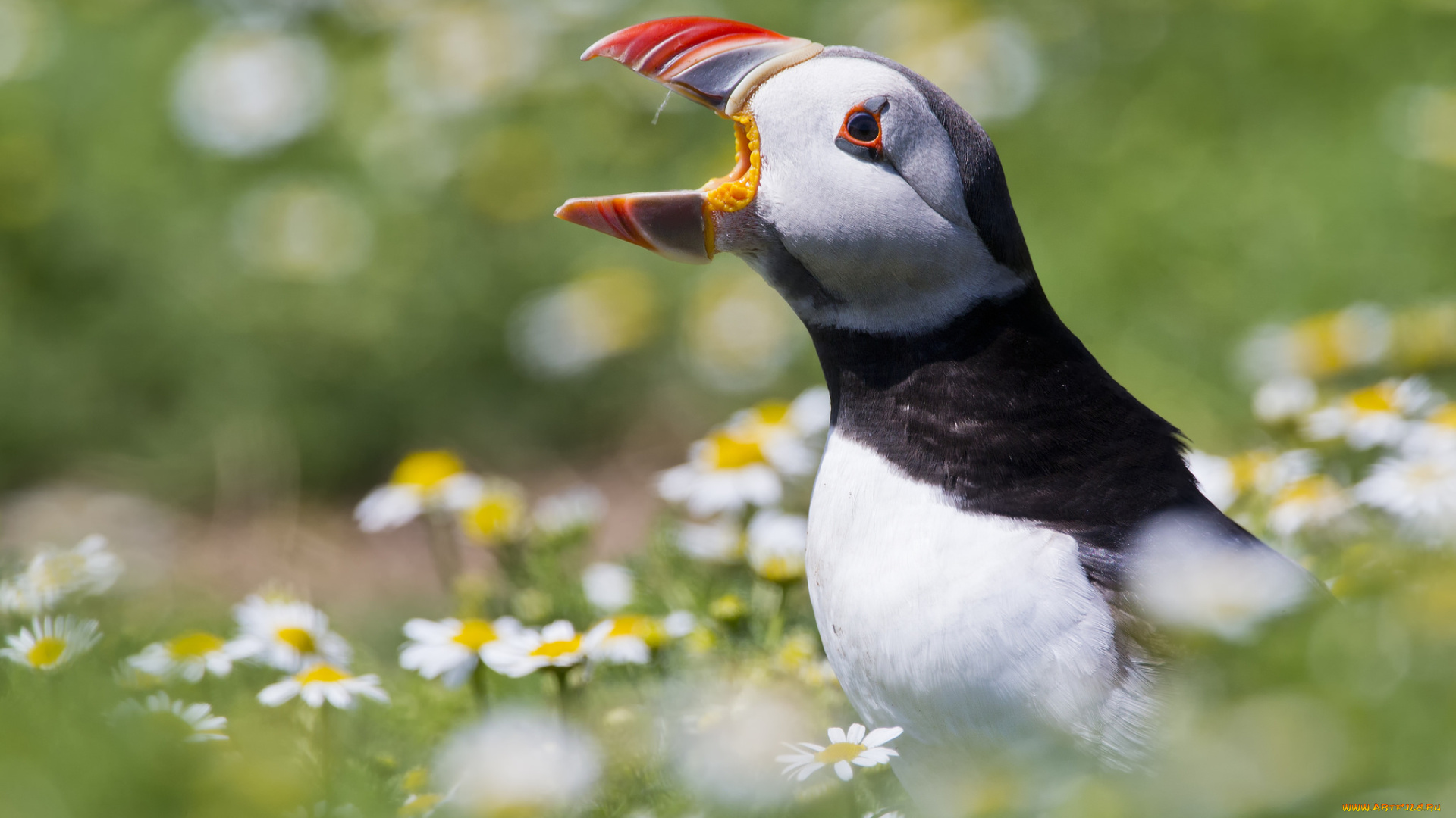 животные, тупики, птичка