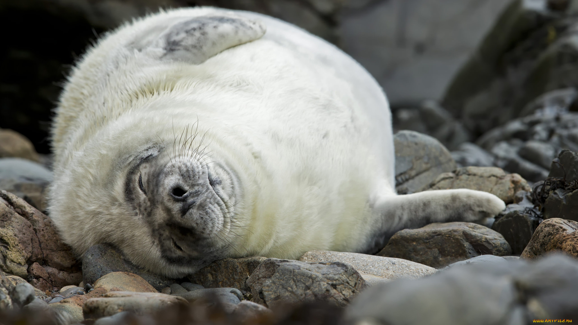 животные, тюлени, , морские, львы, , морские, котики, тюлень