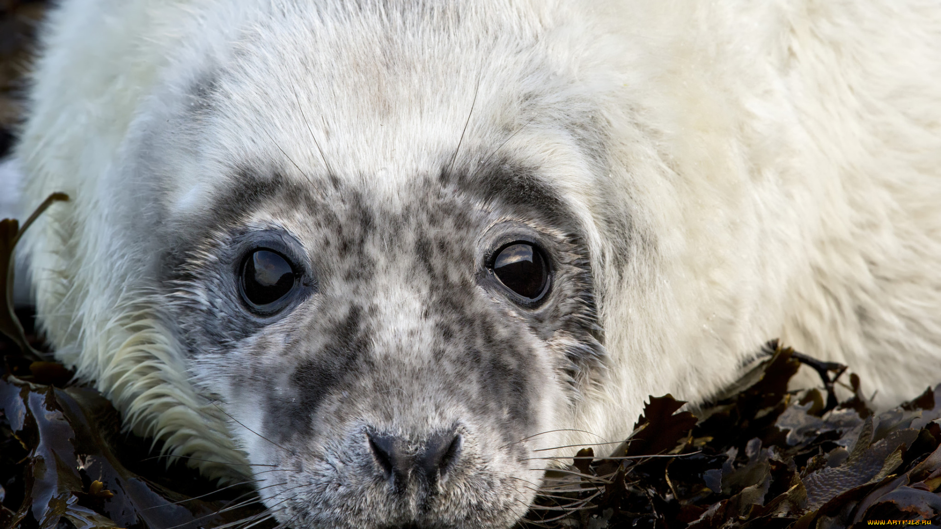 животные, тюлени, , морские, львы, , морские, котики, котик