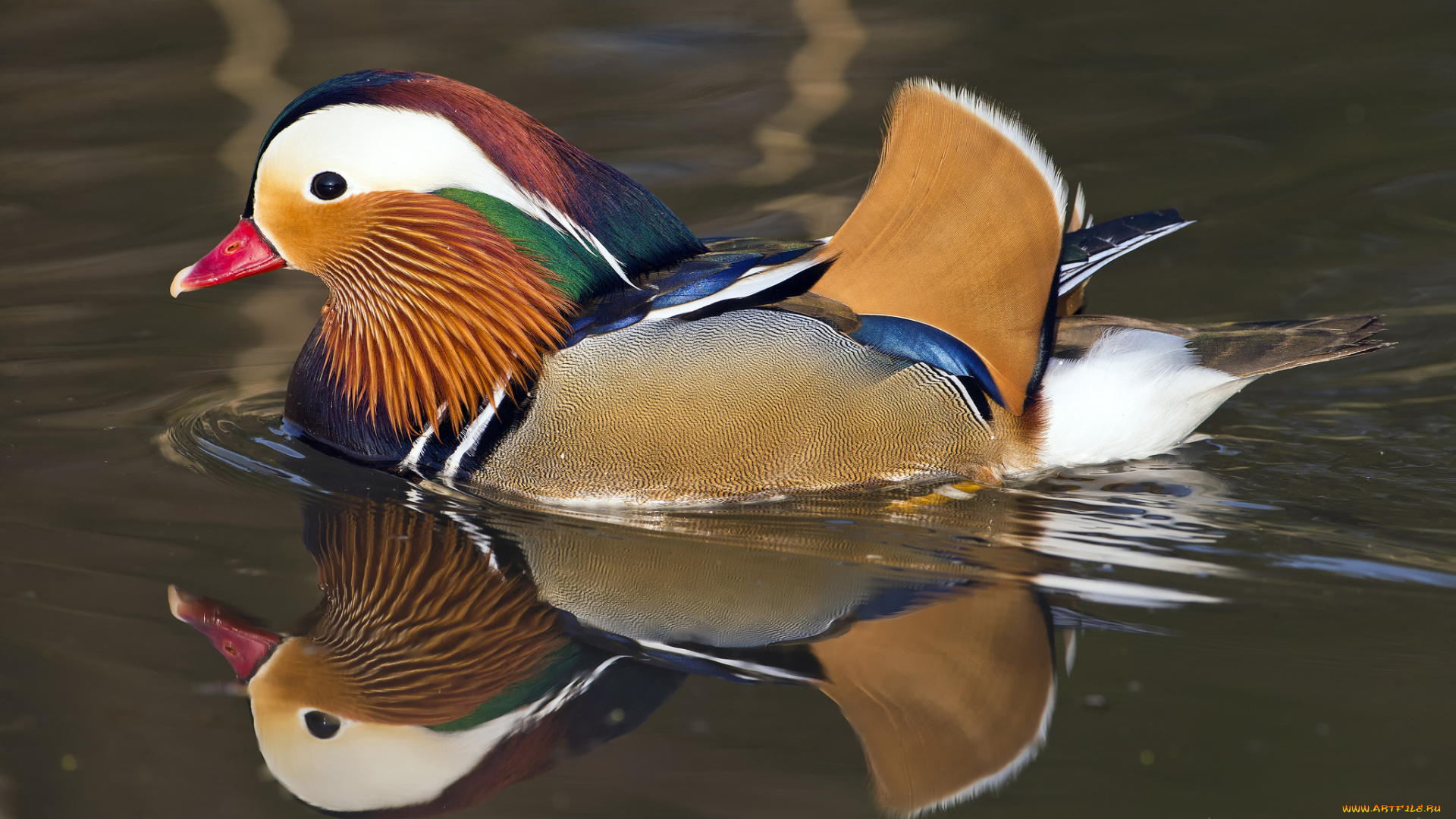 животные, утки, мандаринка