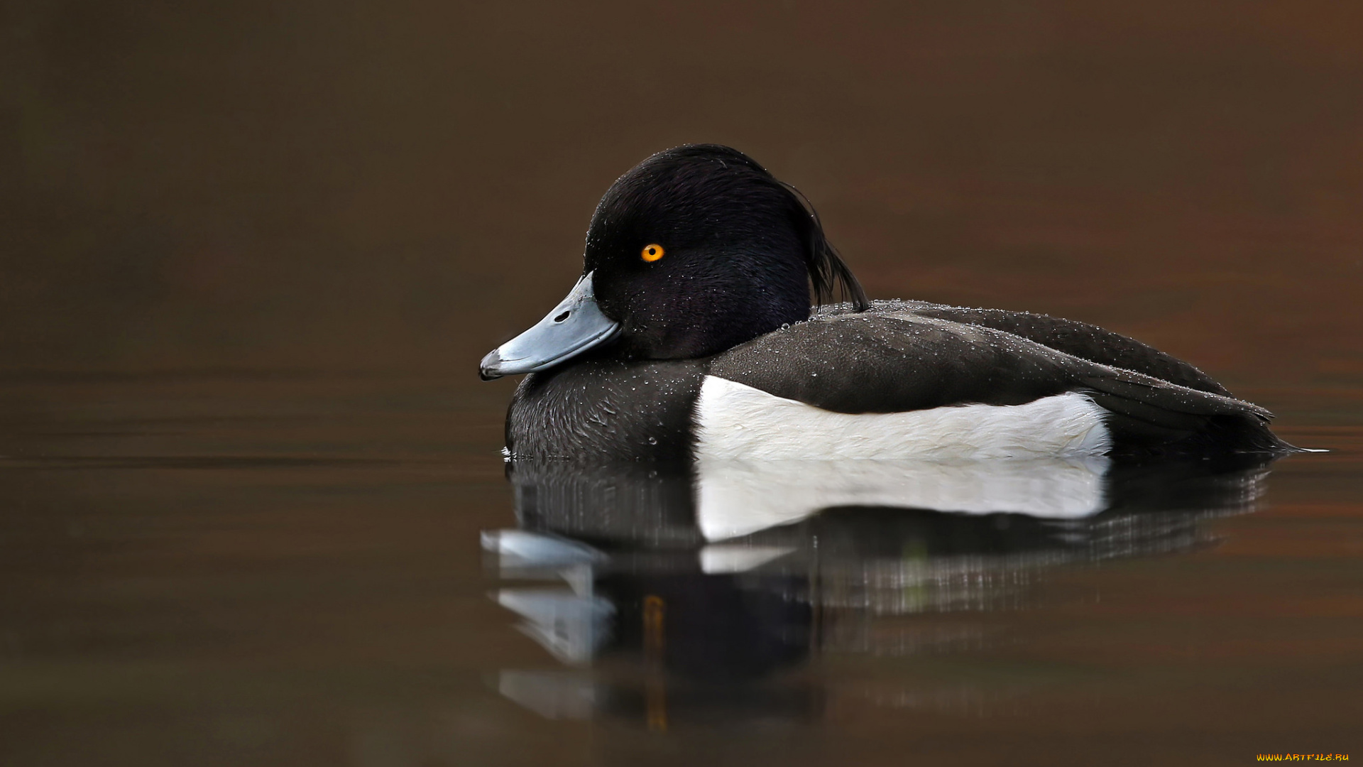 животные, утки, утка