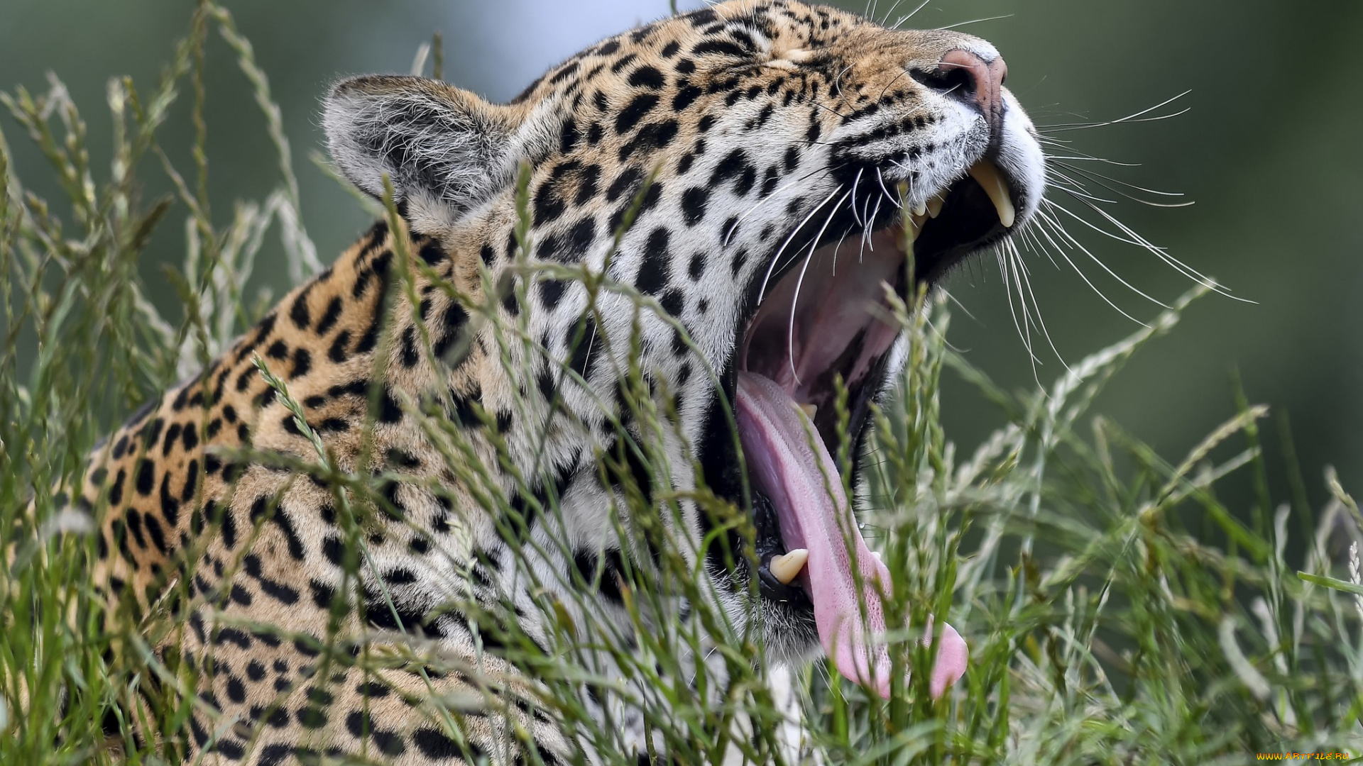 животные, Ягуары, растения, зевает, морда