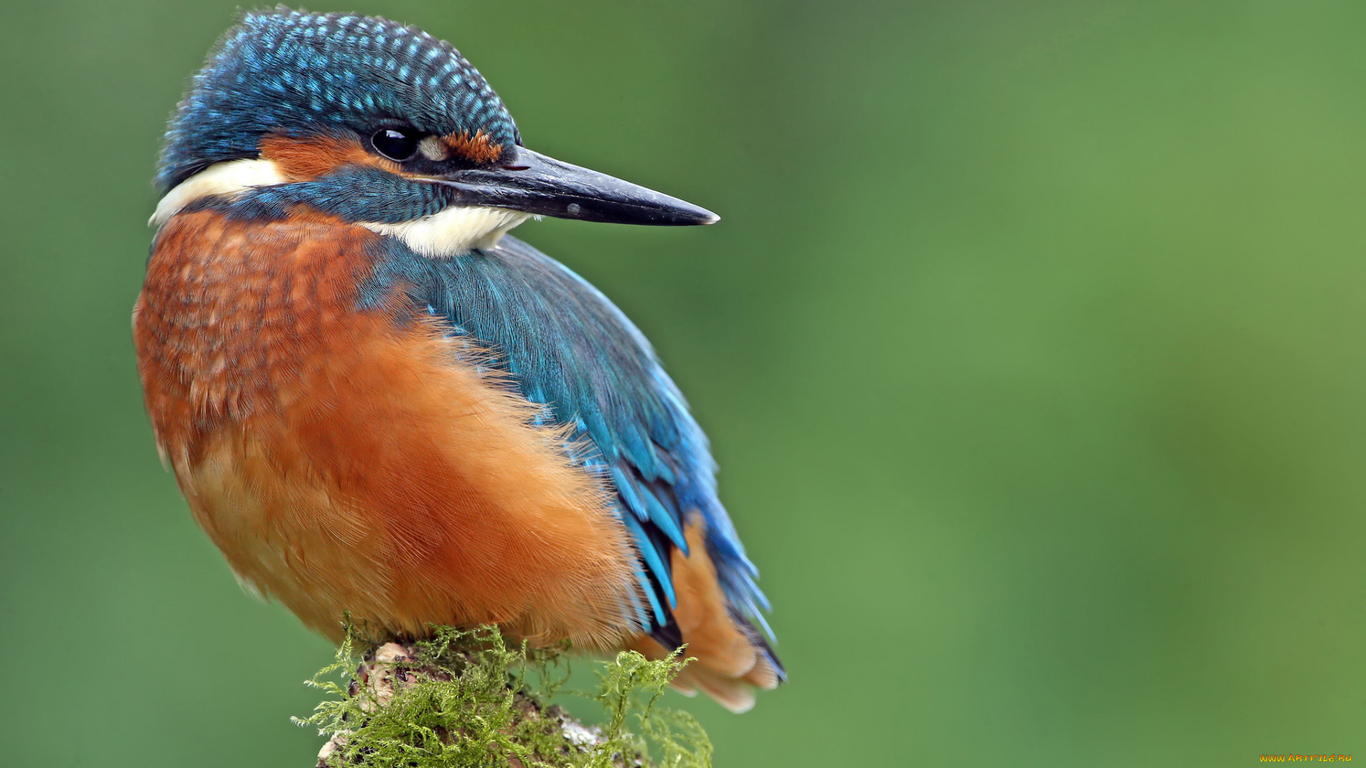 животные, зимородки, птица