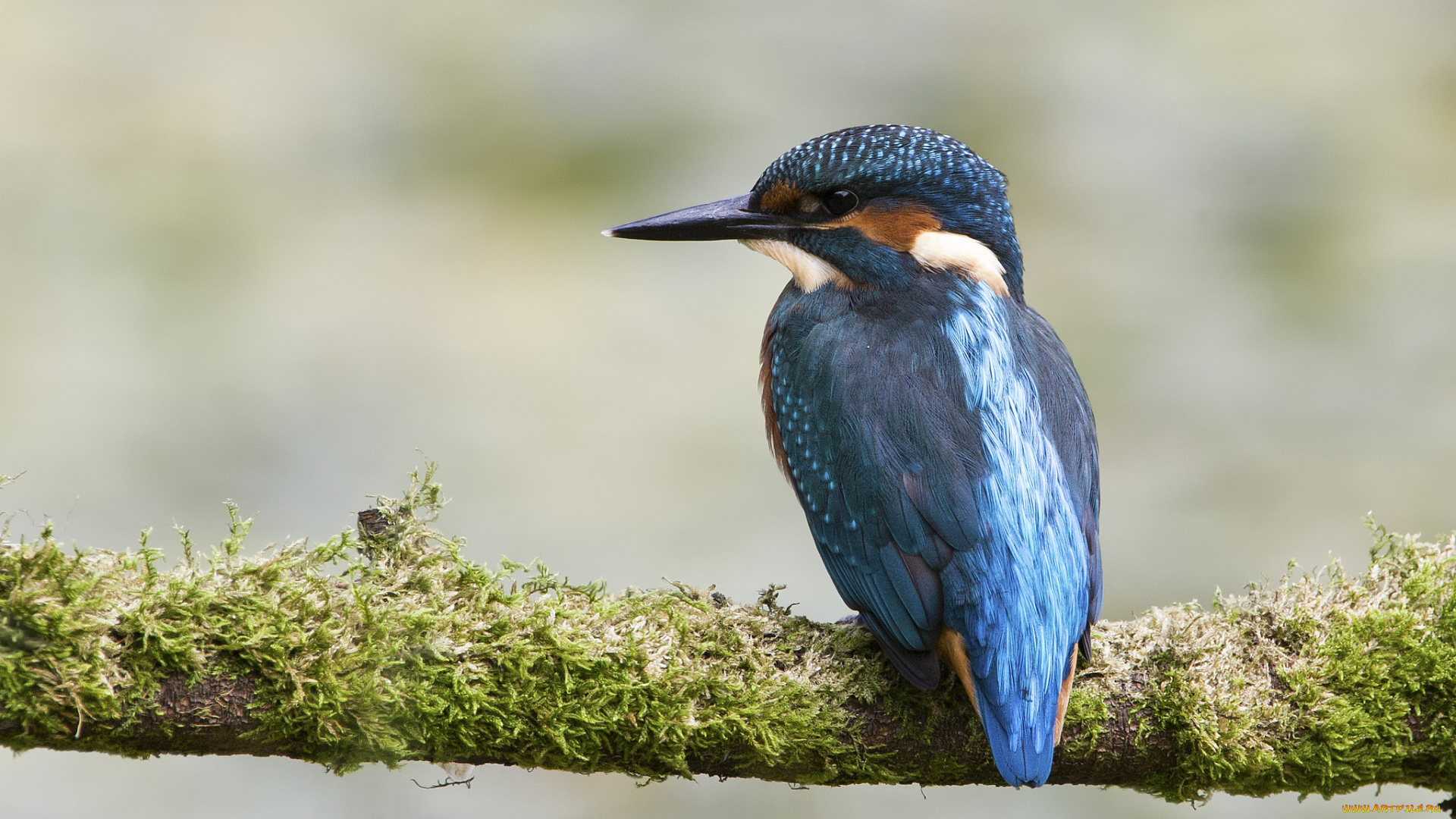 животные, зимородки, птица