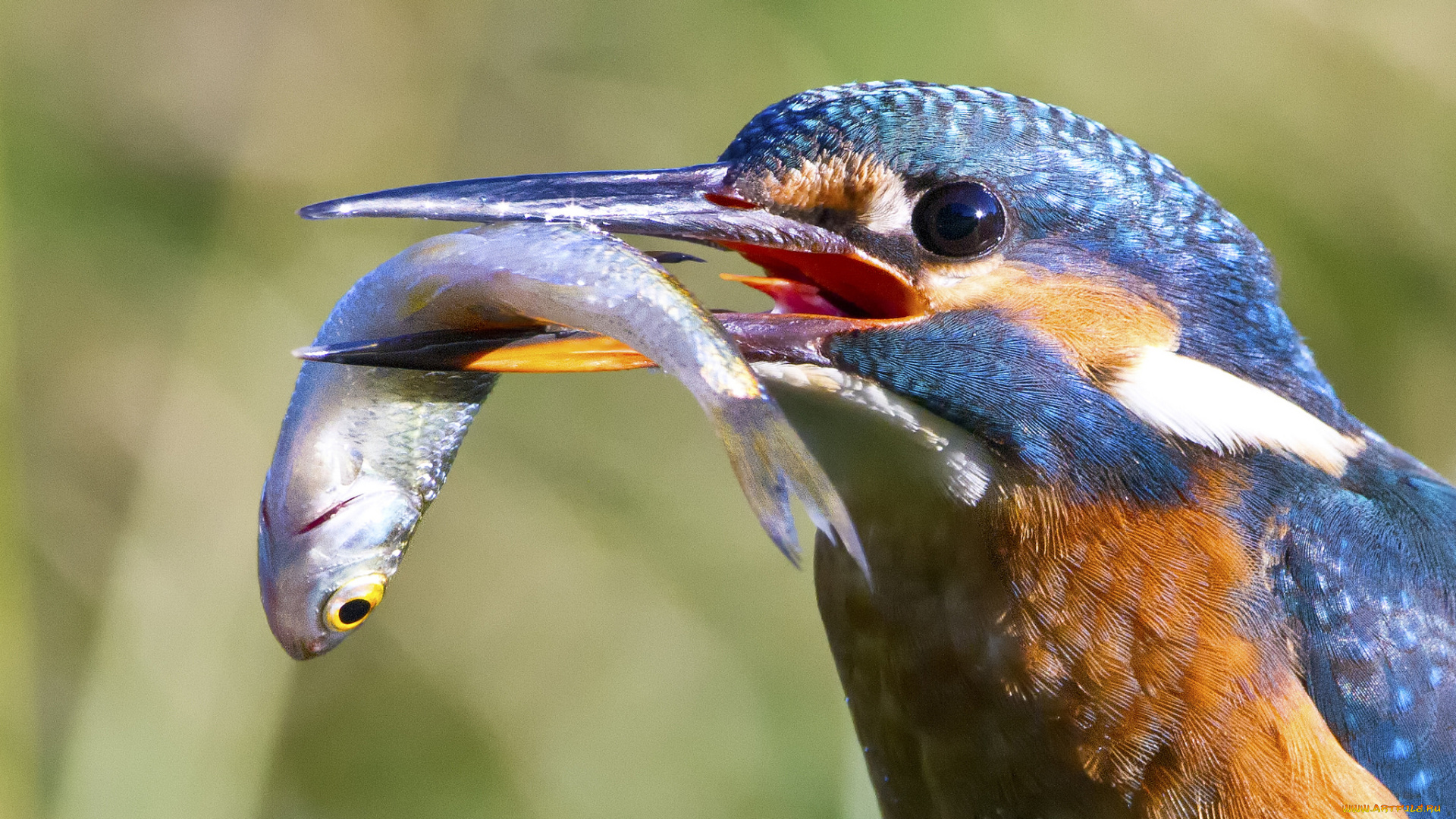 животные, зимородки, птичка