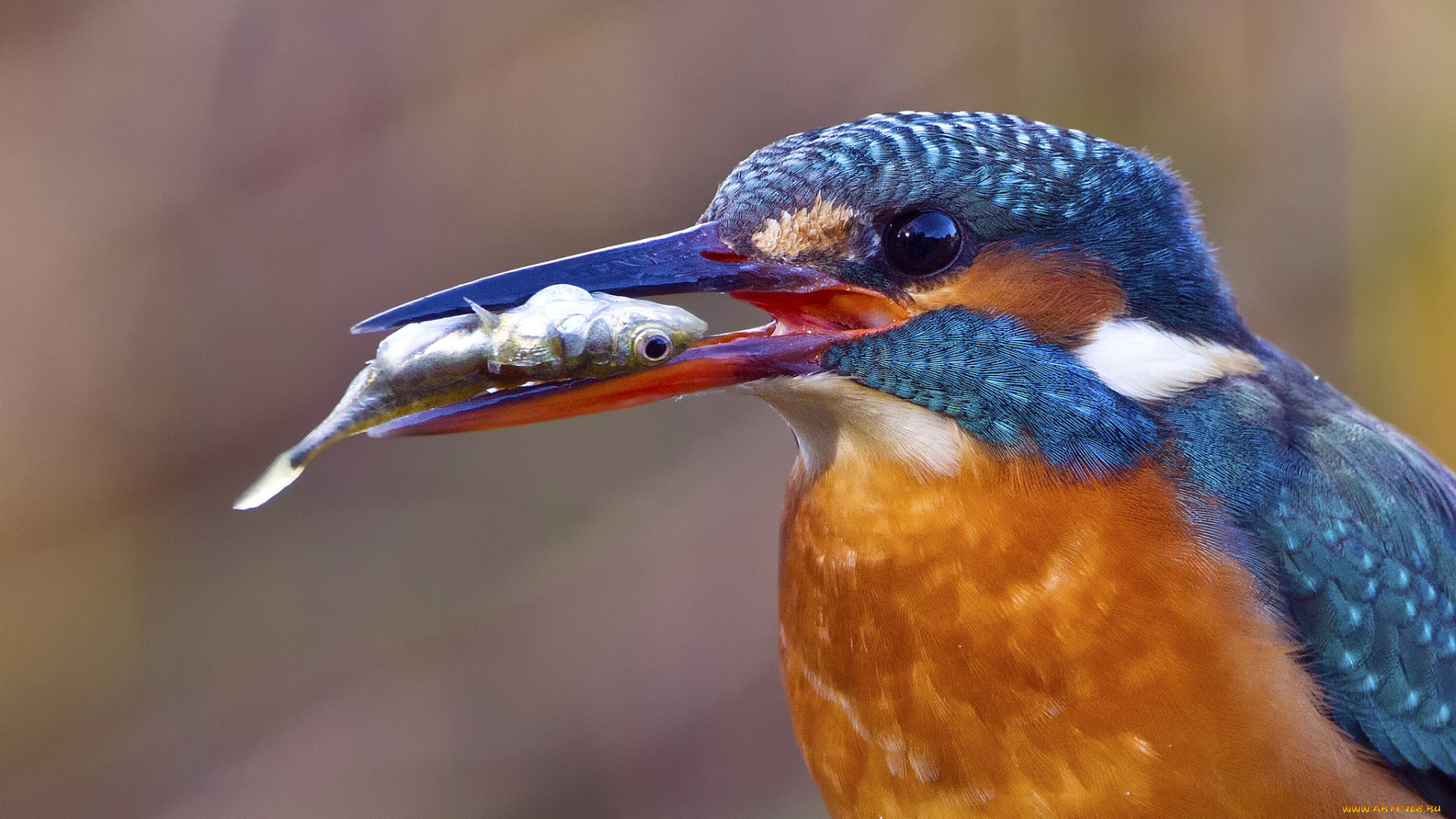 животные, зимородки, птичка