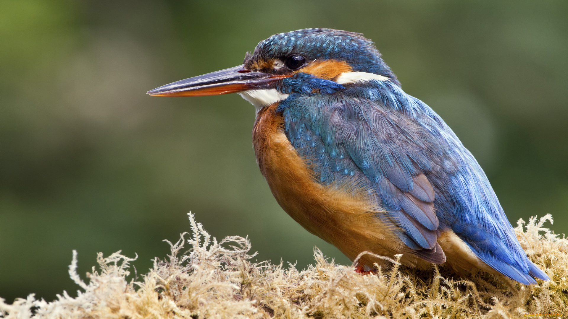животные, зимородки, птичка