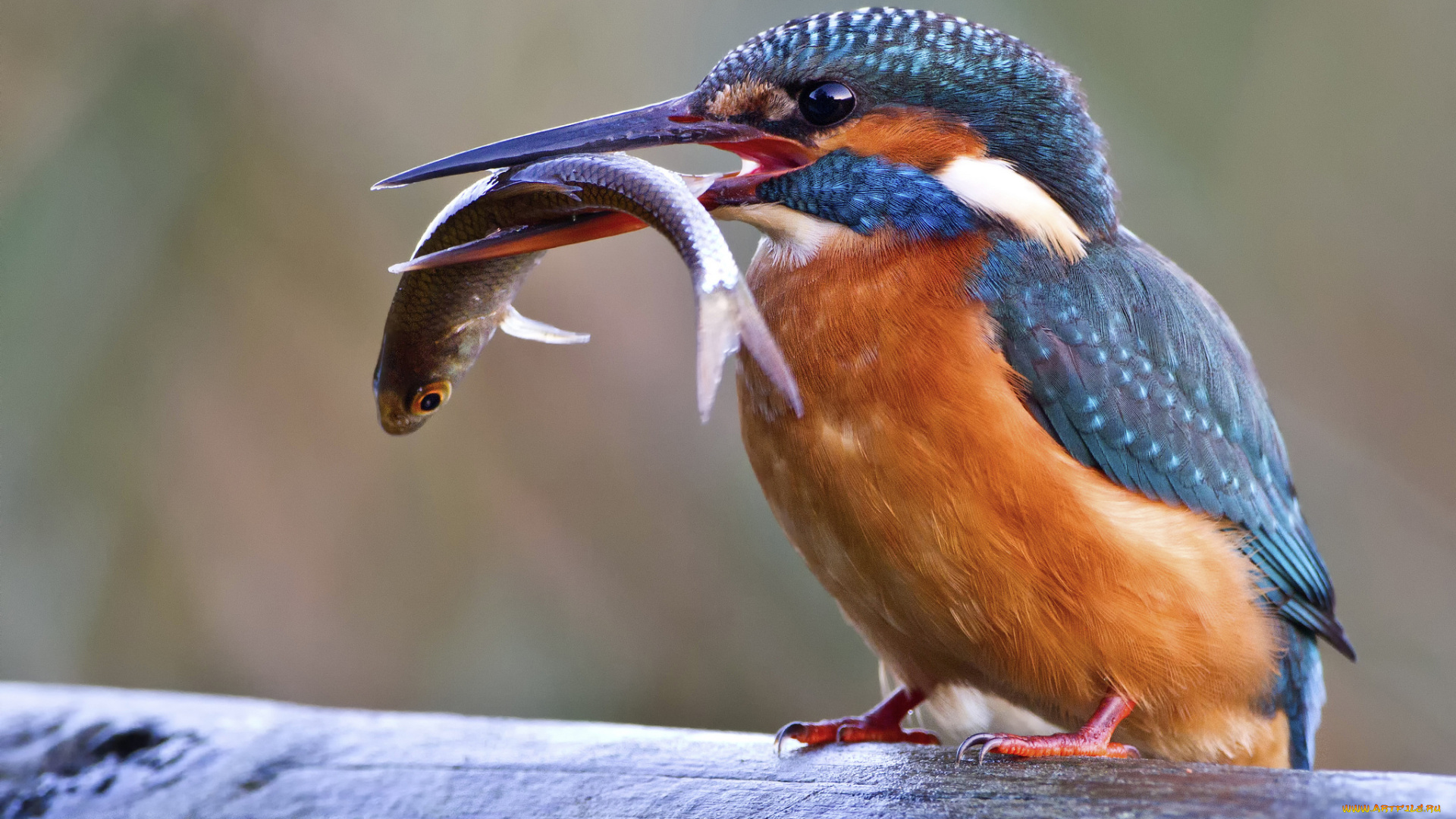 животные, зимородки, птичка