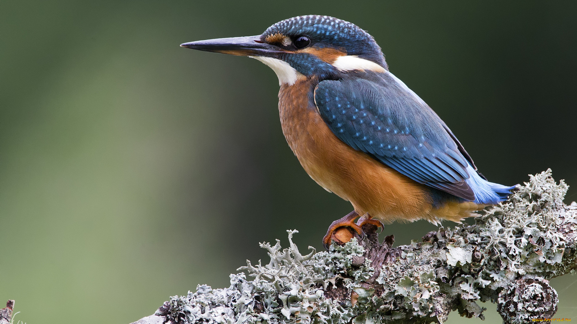 животные, зимородки, птичка