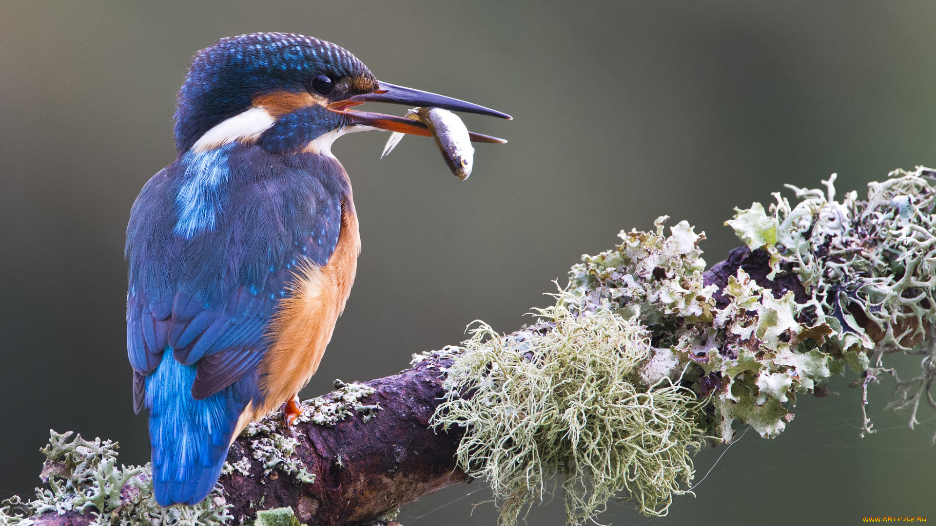 животные, зимородки, птичка
