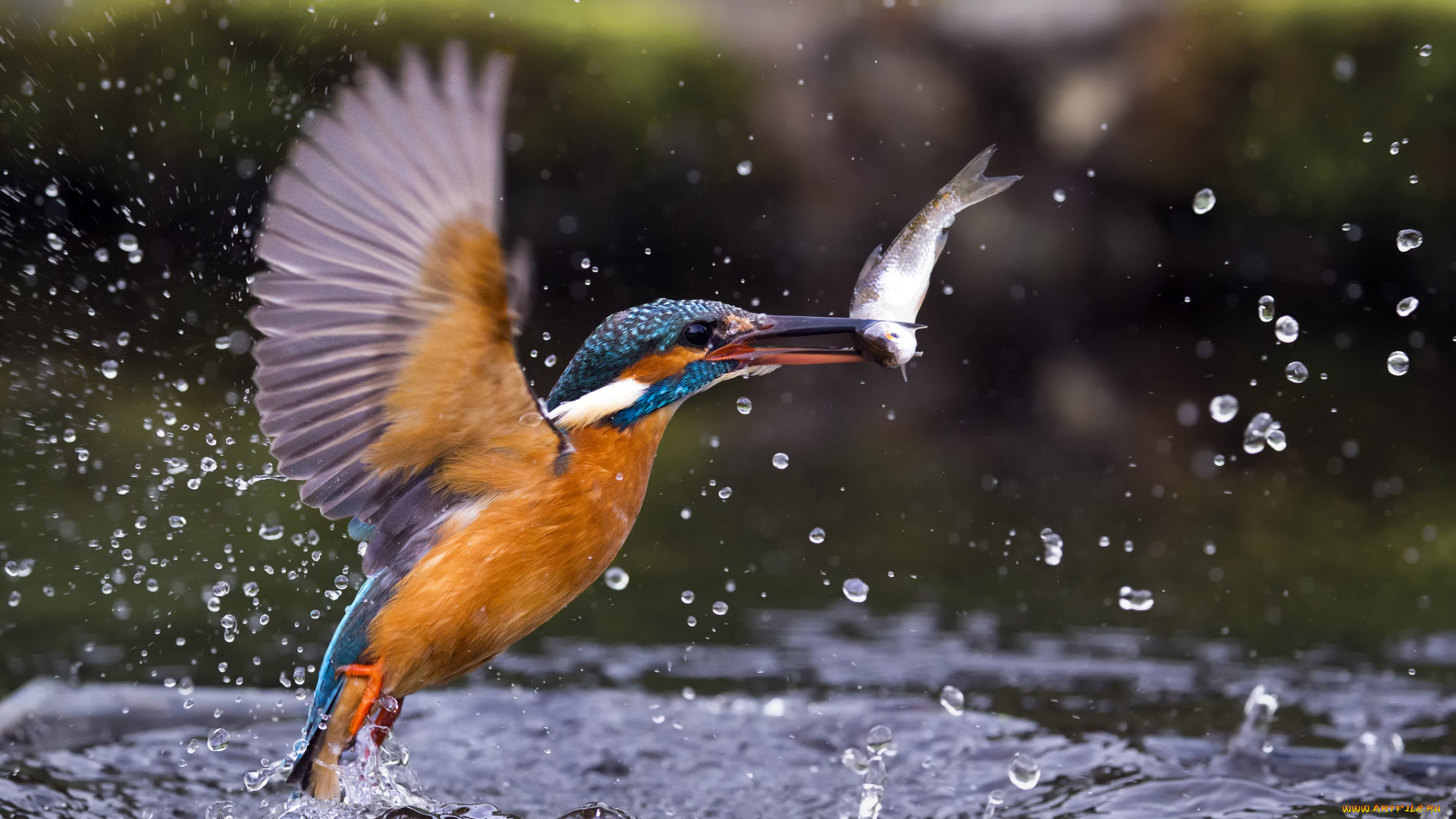 животные, зимородки, птичка