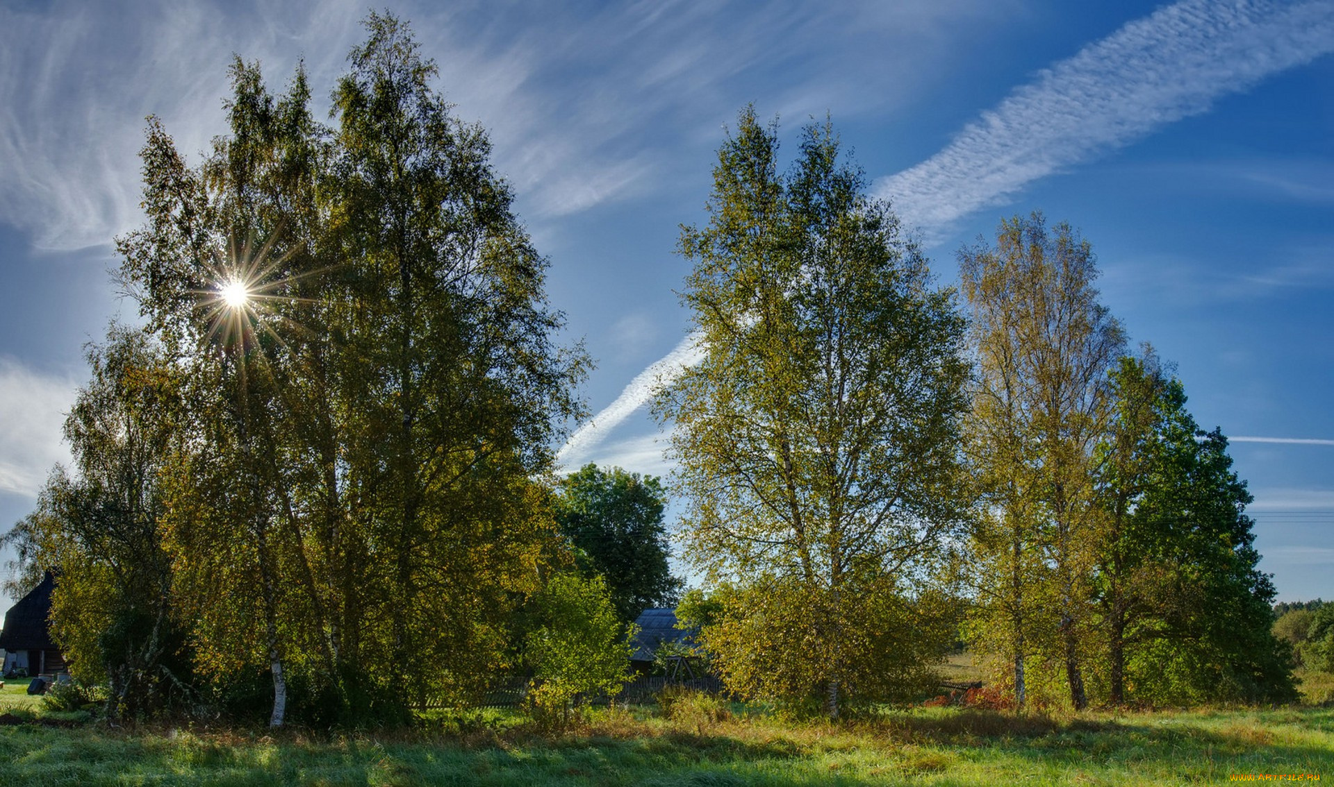 природа, деревья, простор