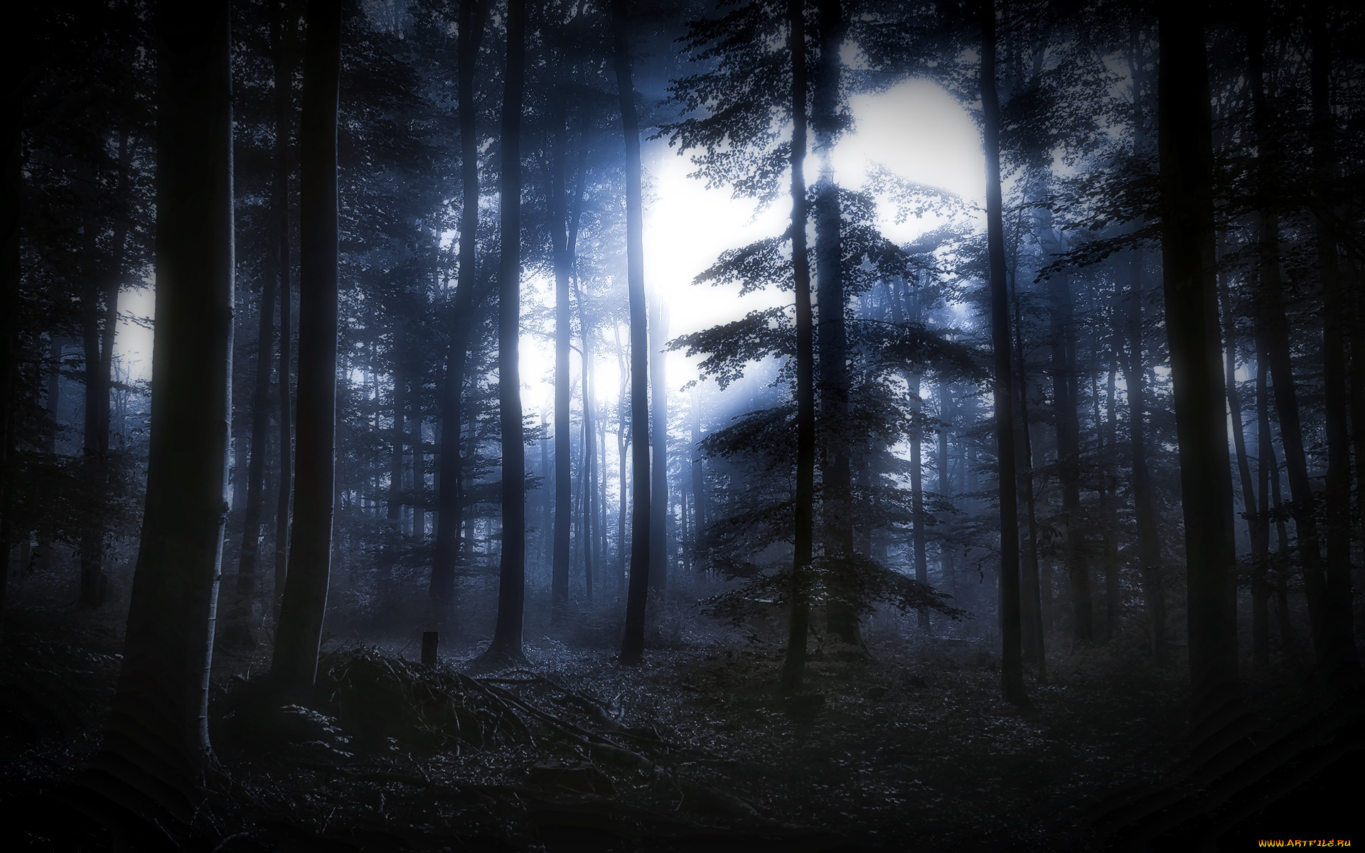 природа, лес, ночь