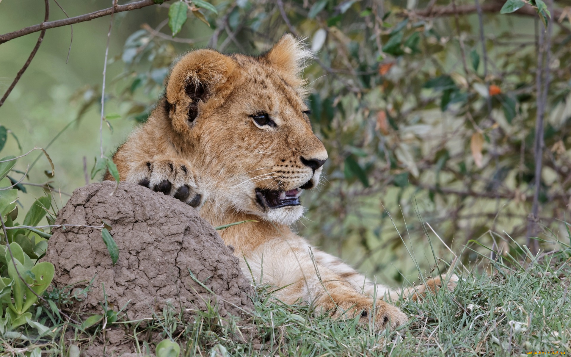 животные, львы, отдых, растения, анфас, морда