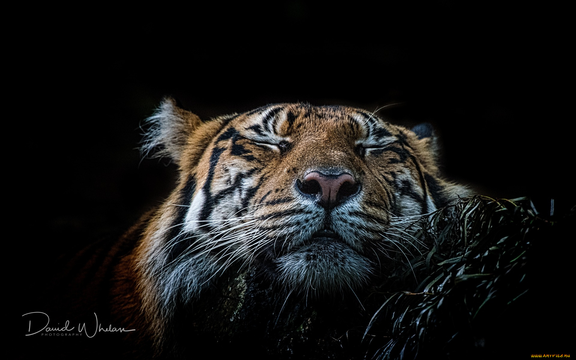 животные, тигры, морда, черный, фон