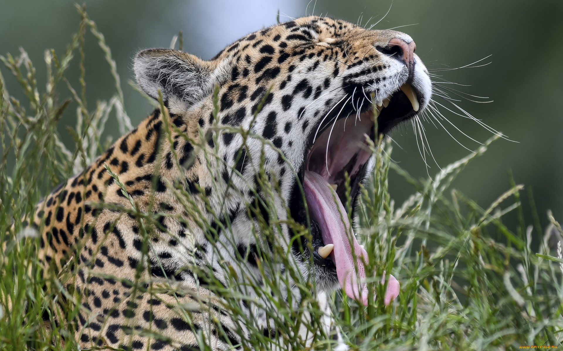 животные, Ягуары, растения, зевает, морда