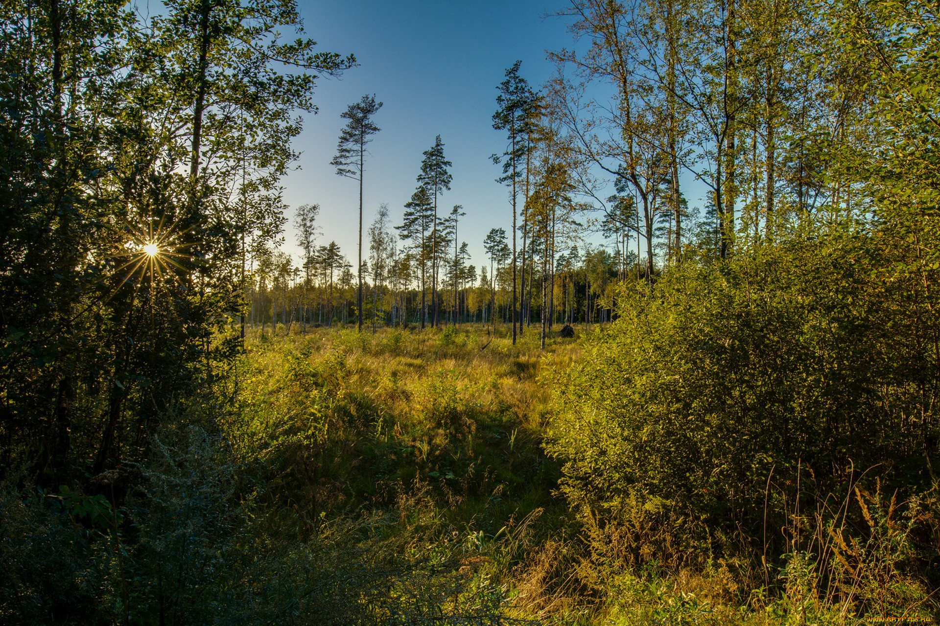 природа, лес, простор