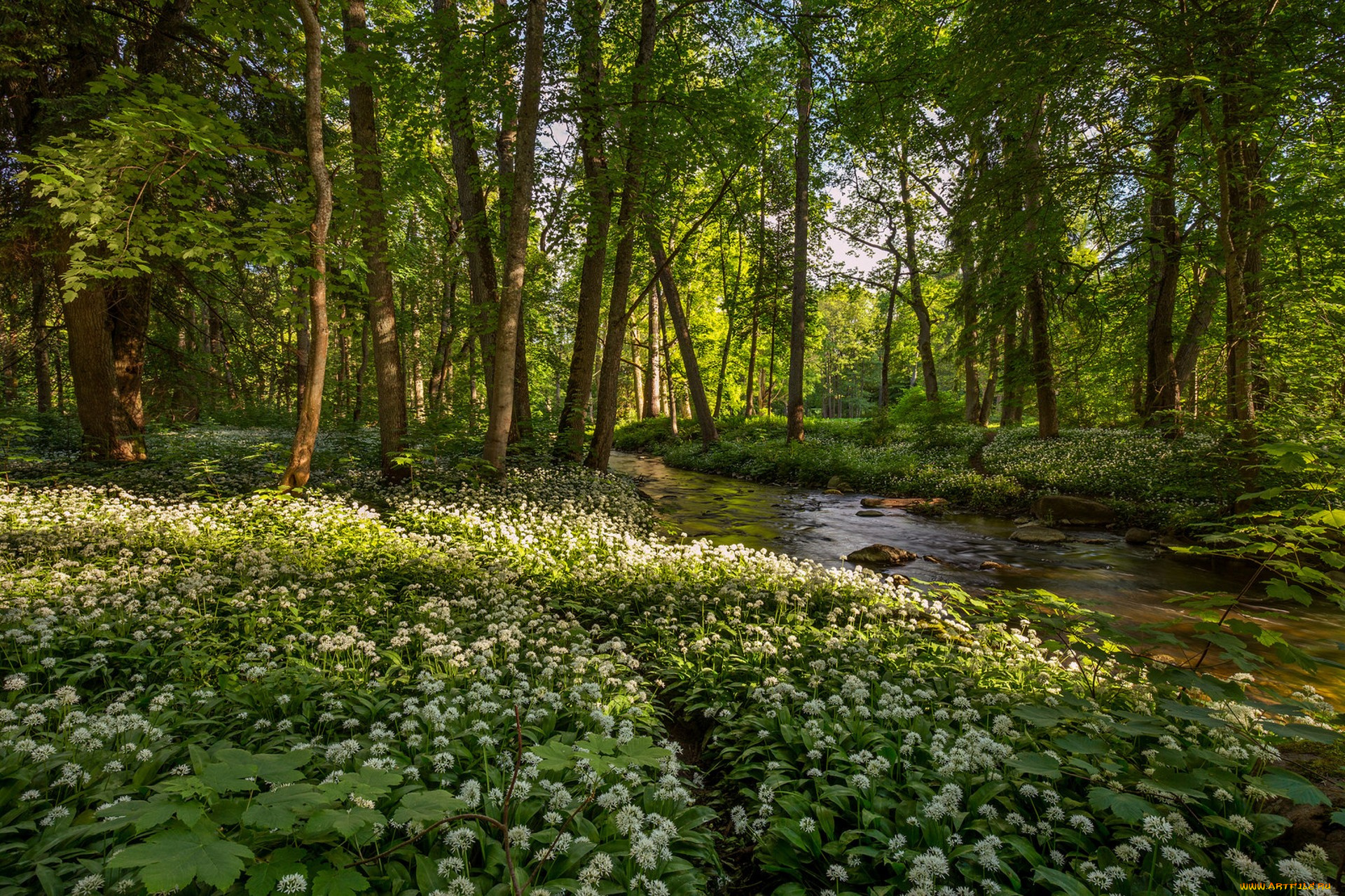 природа, лес, простор