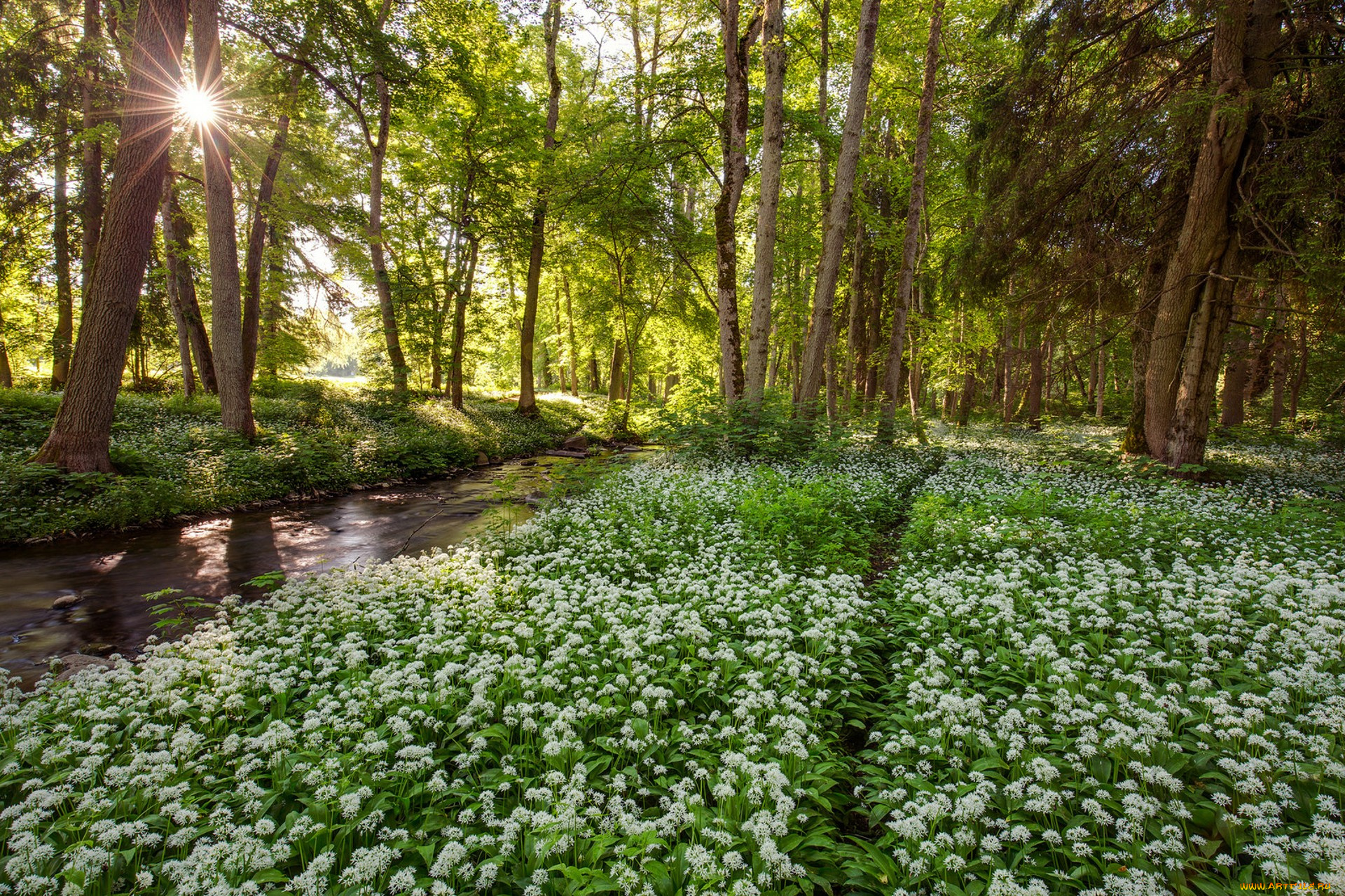 природа, лес, простор