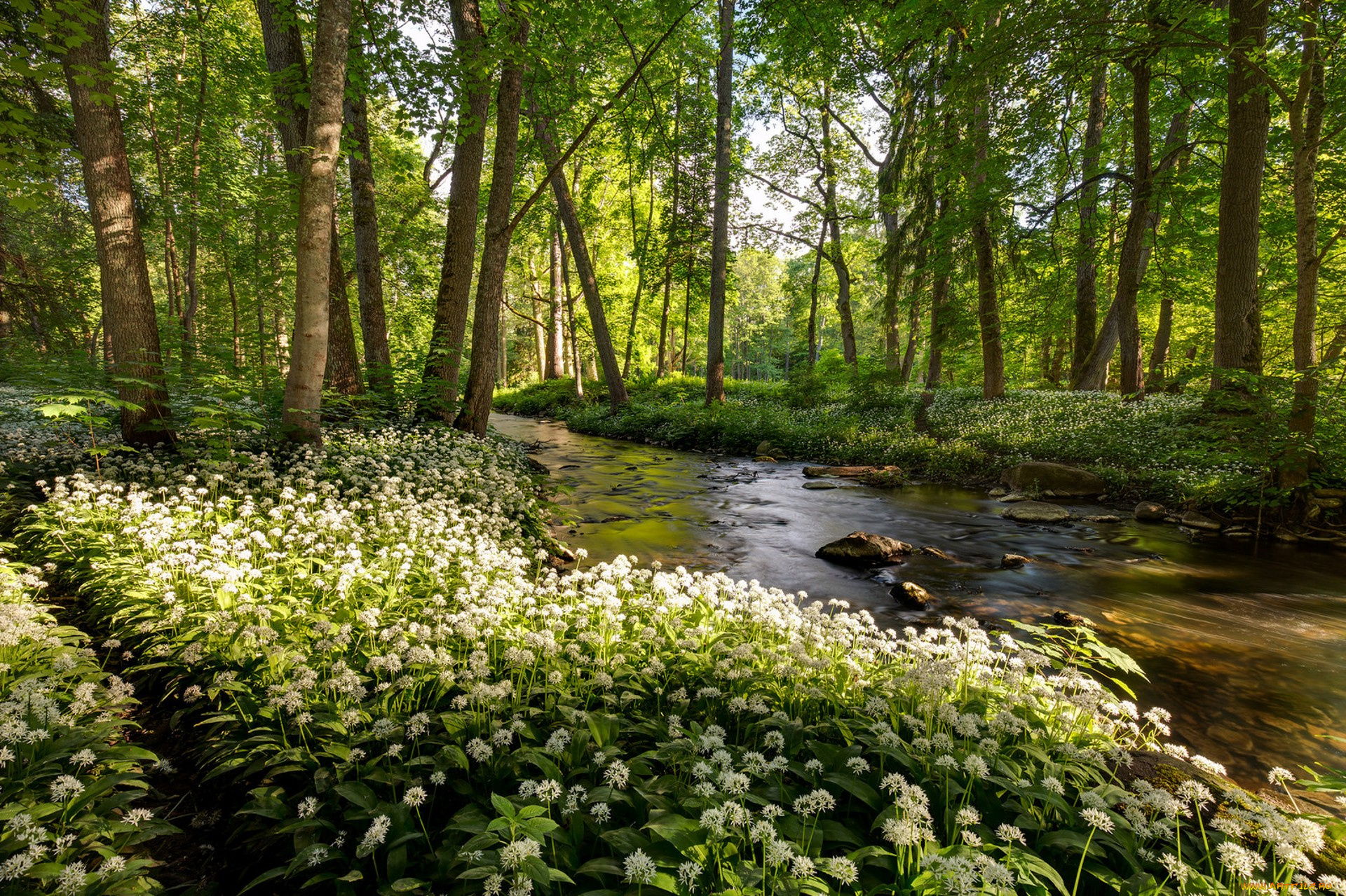 природа, лес, простор