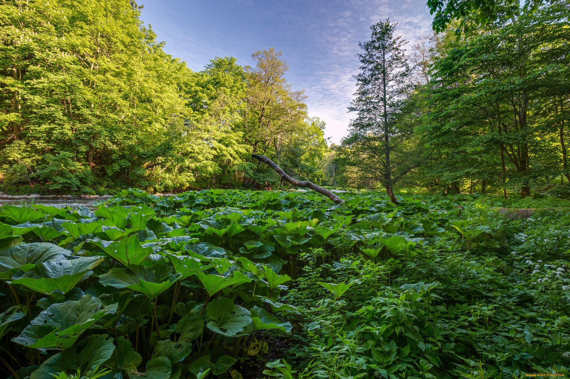 природа, лес, простор