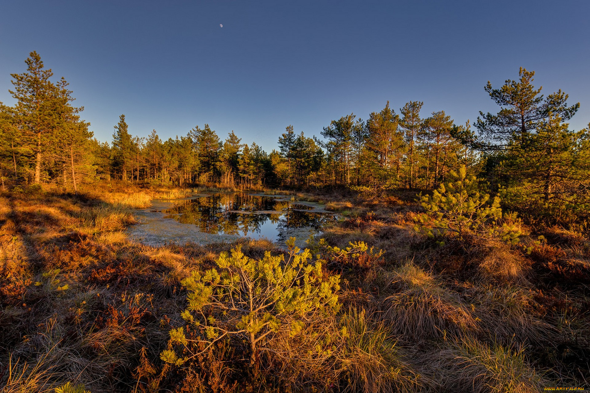 природа, лес, простор