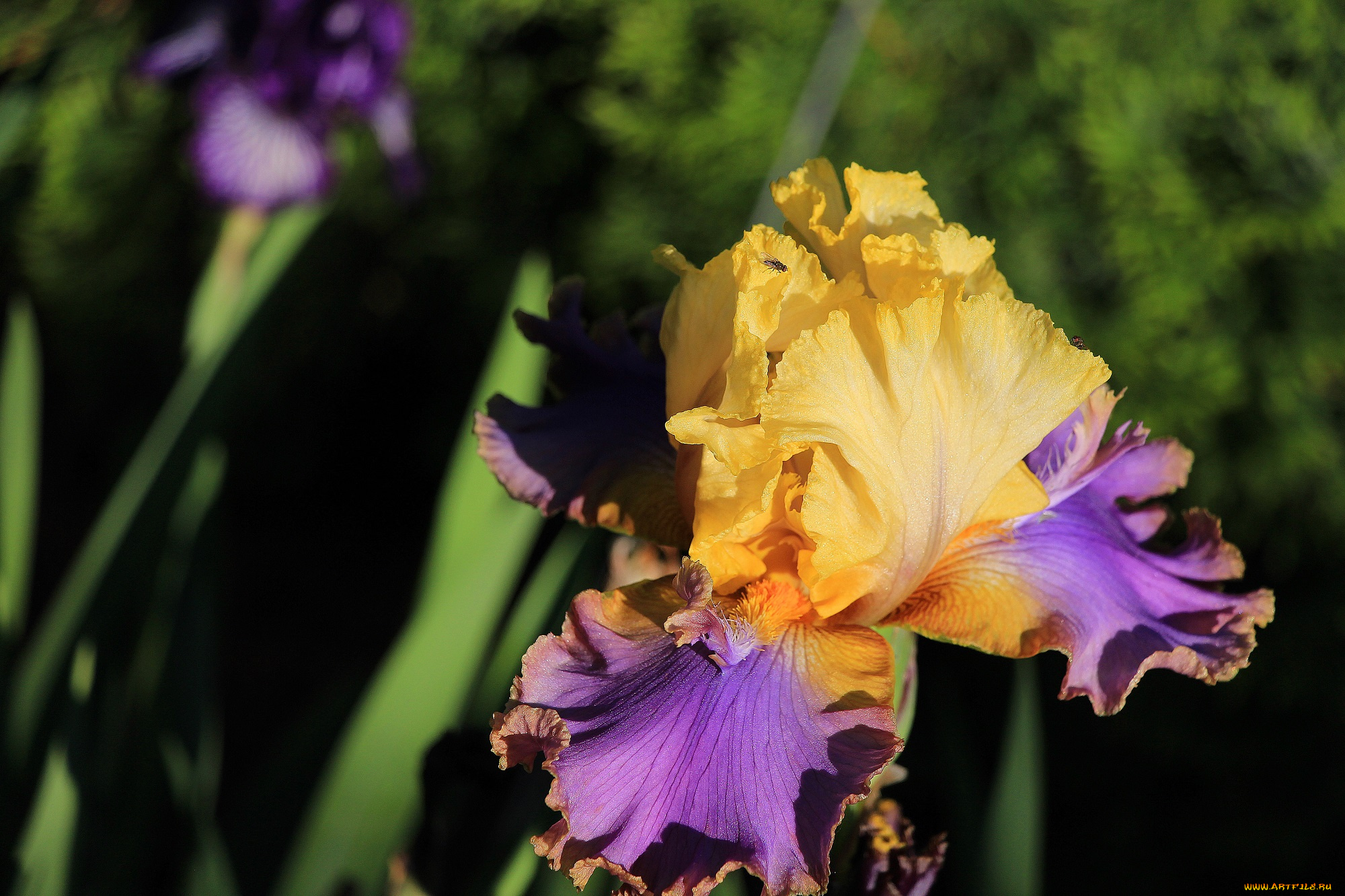 цветы, ирисы, красота, тамбовская, область, тамбов, сад, лето