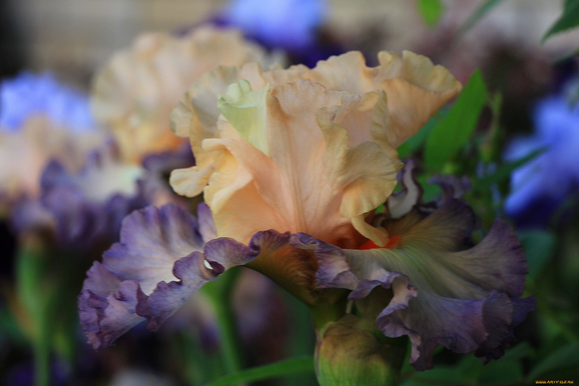 цветы, ирисы, лето, сад, красота, тамбовская, область, тамбов